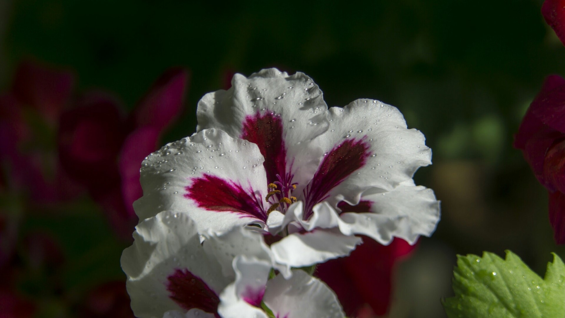 White and burgundy geranium flower with water droplets HD Wallpaper