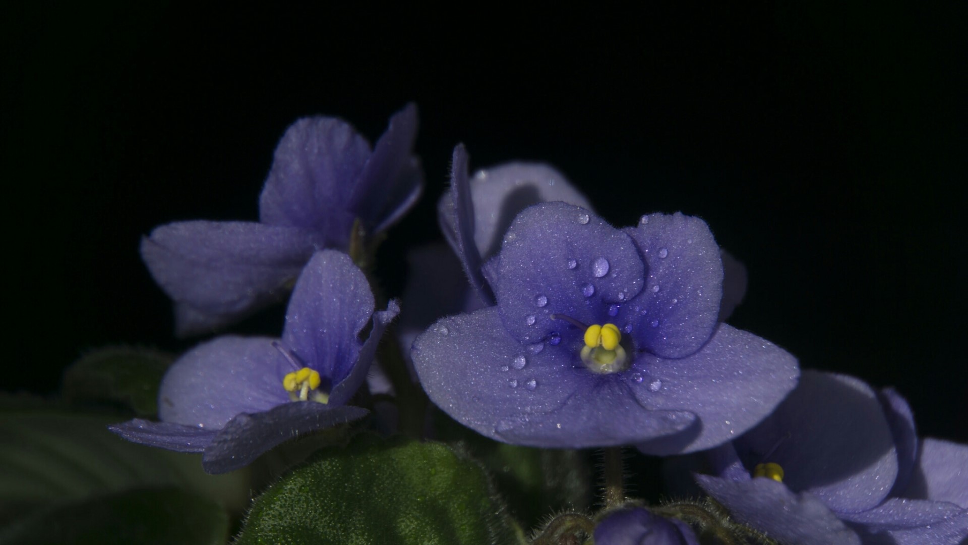 Close-up of African Violet flowers with water droplets HD Wallpaper