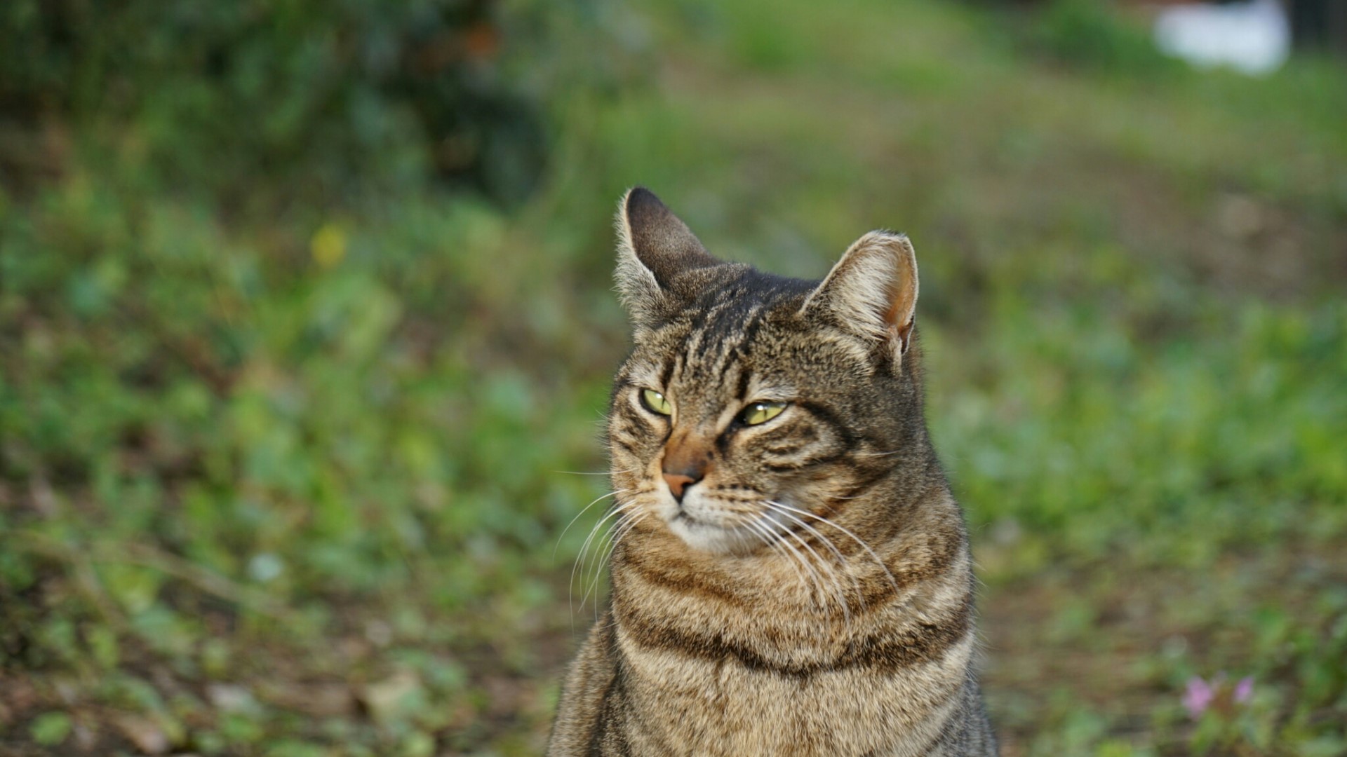 Tabby cat sitting outdoors HD Wallpaper