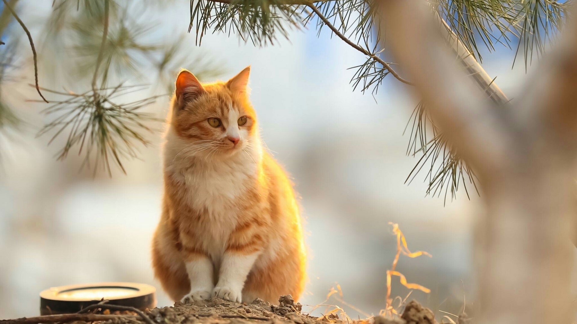 Orange and white cat sitting outdoors HD Wallpaper