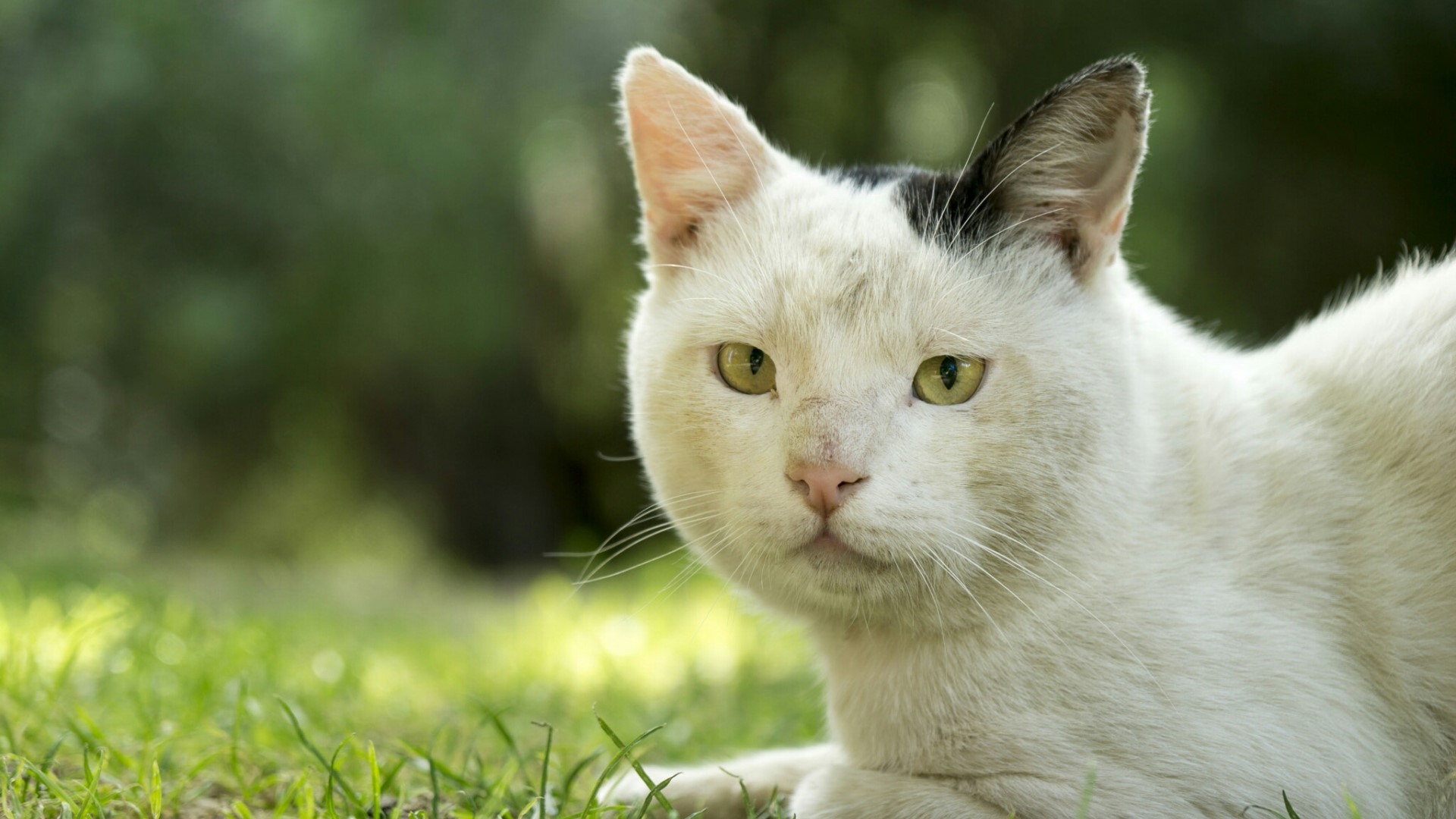 White cat with black markings lying on grass HD Wallpaper
