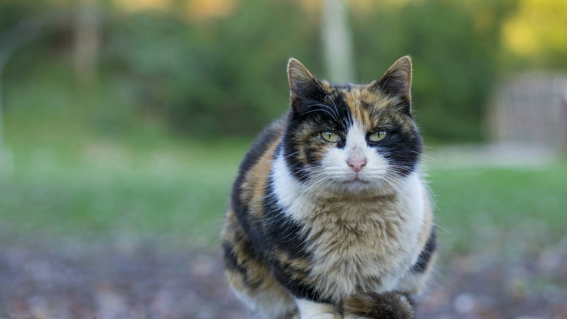 Calico Cat Sitting Outdoors HD Wallpaper