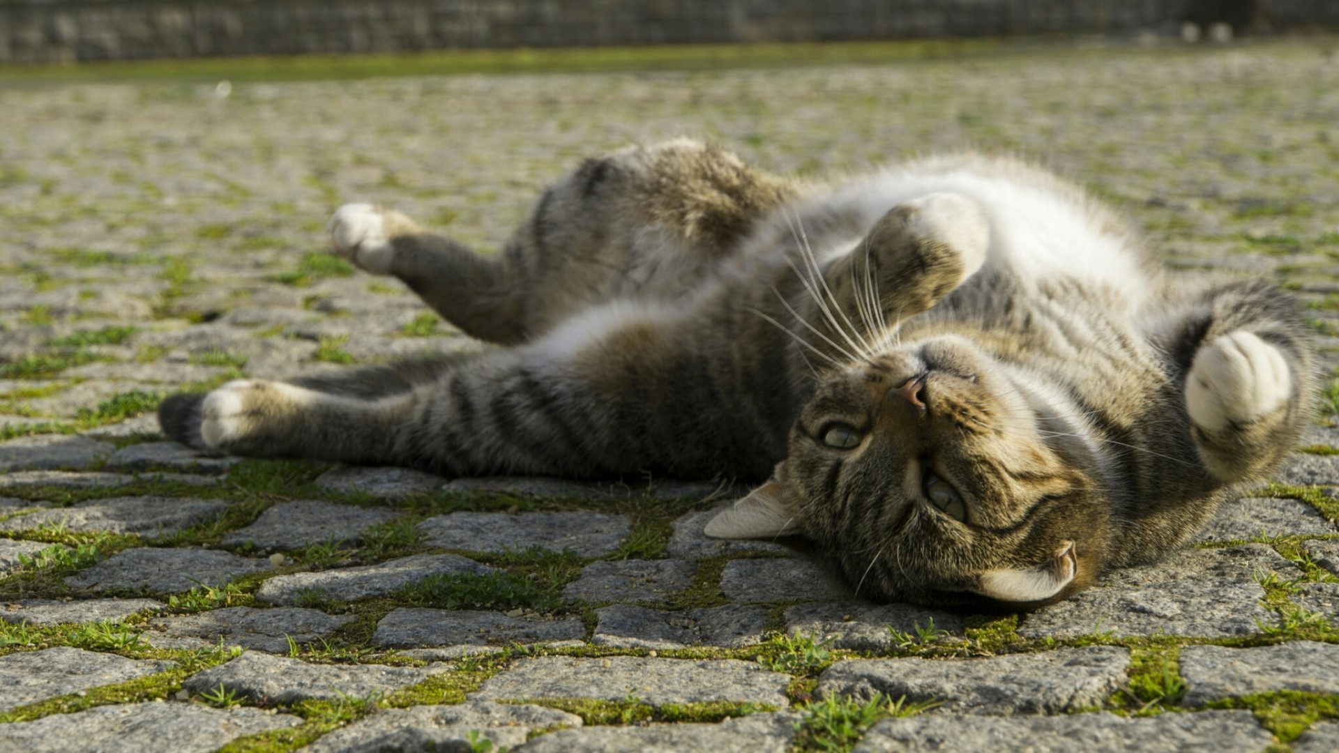 Tabby cat lying on cobblestone ground HD Wallpaper