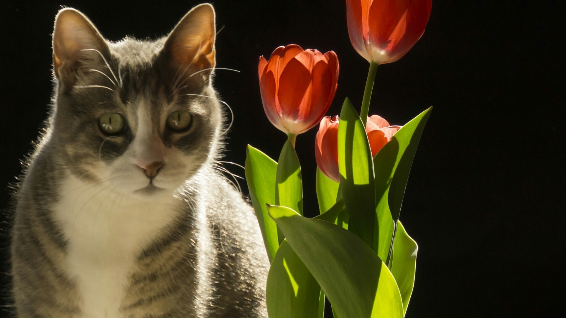 Cat and red tulips HD Wallpaper