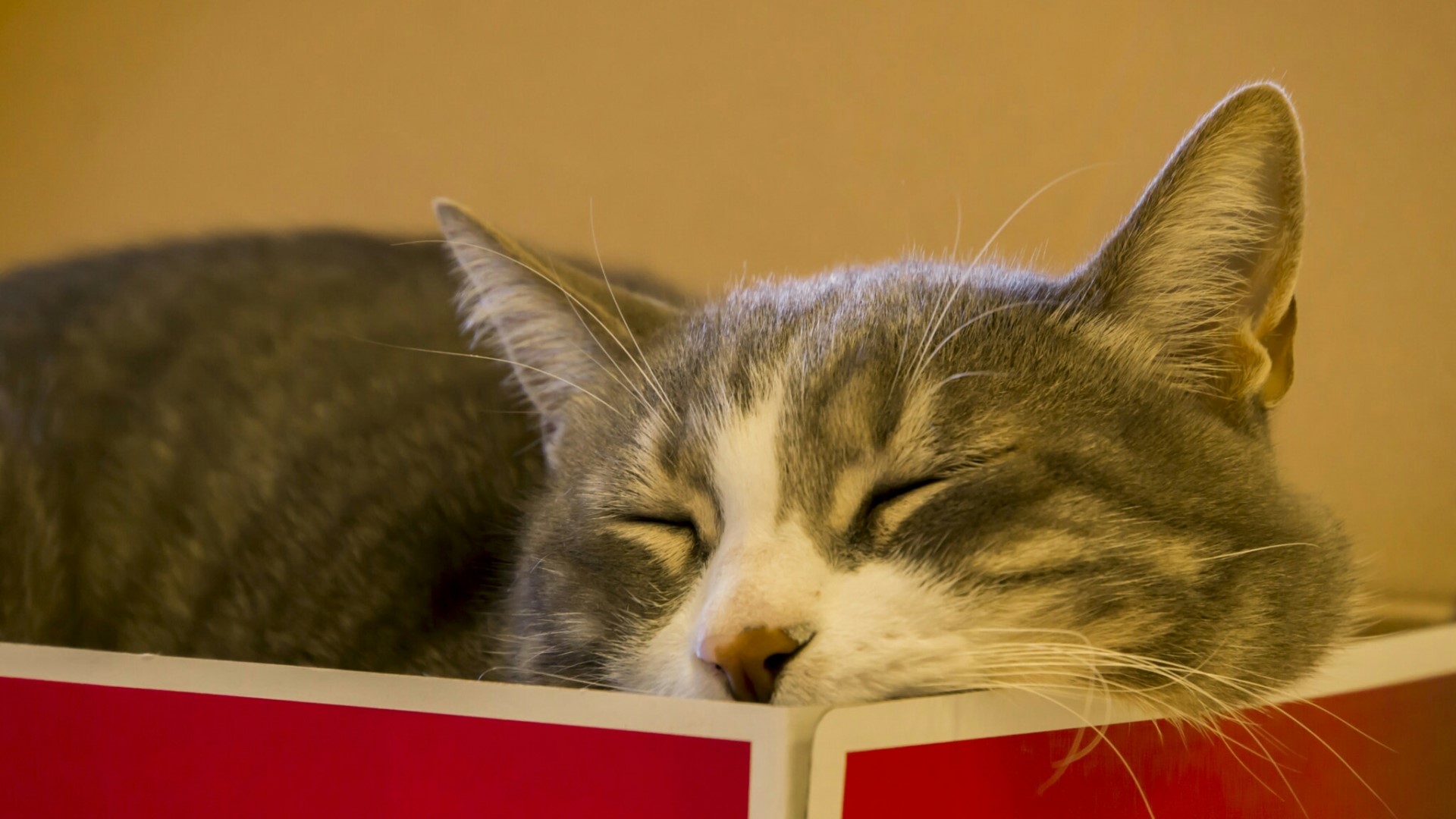 Gray and white cat sleeping on a red surface HD Wallpaper