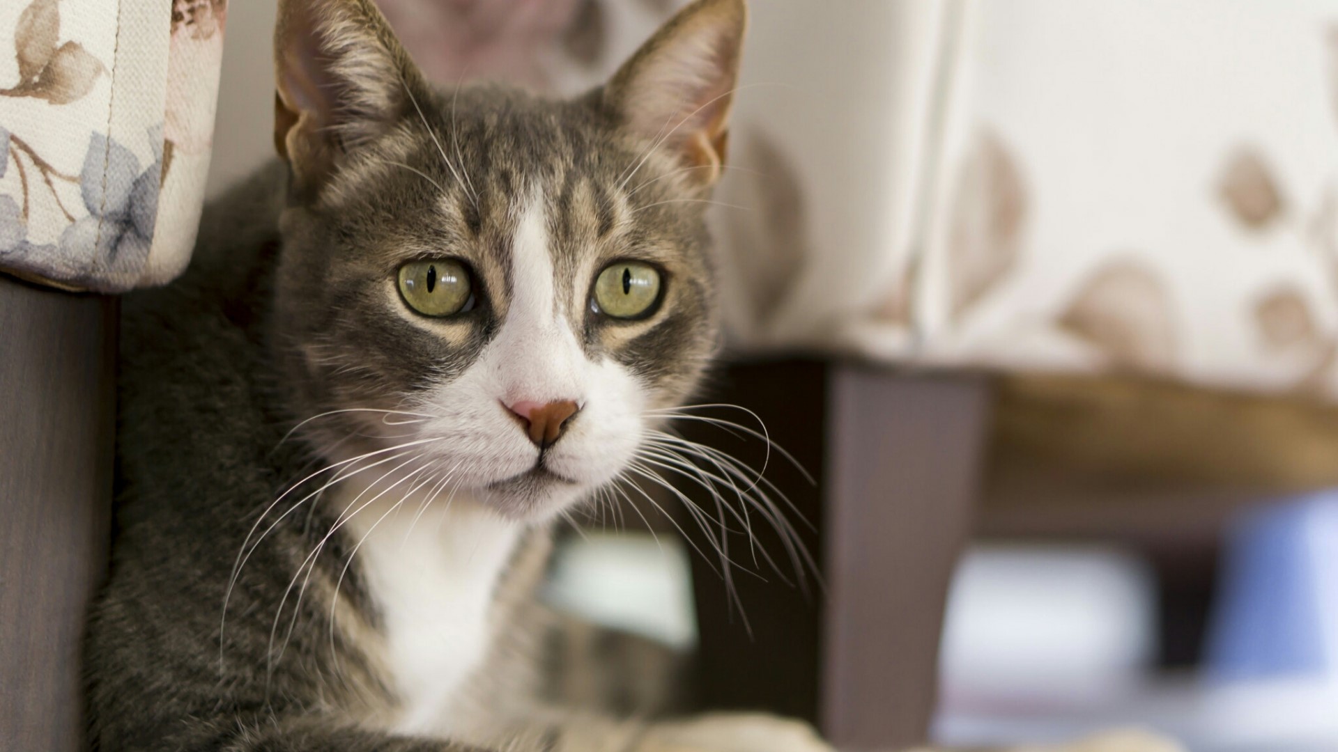Tabby cat with green eyes indoors HD Wallpaper