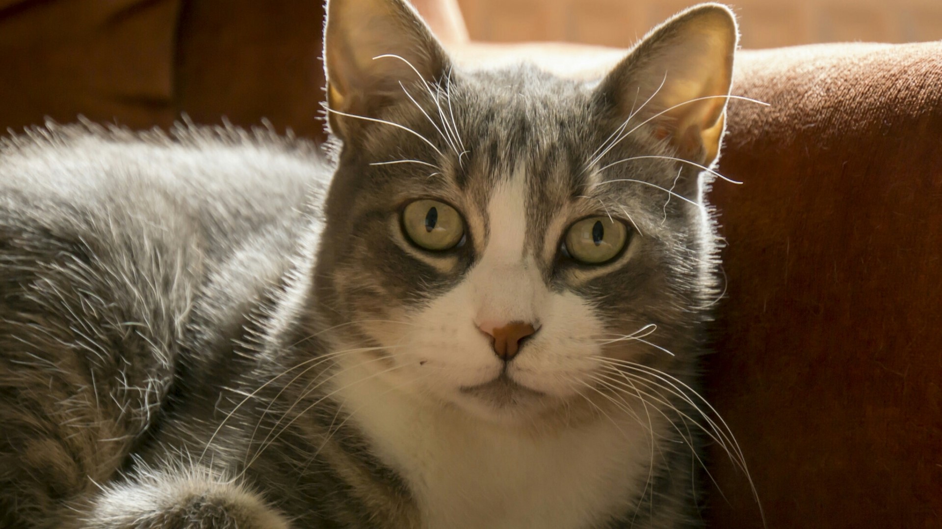 Close-up of a tabby cat's face HD Wallpaper