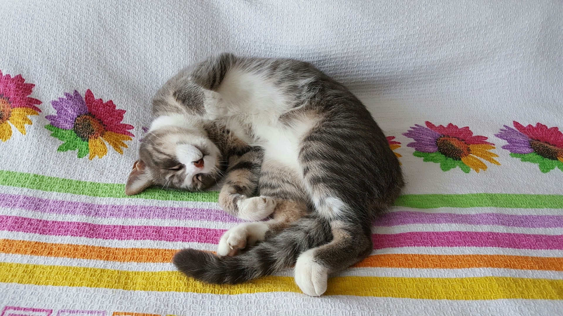 Tabby cat sleeping on a colorful striped blanket HD Wallpaper