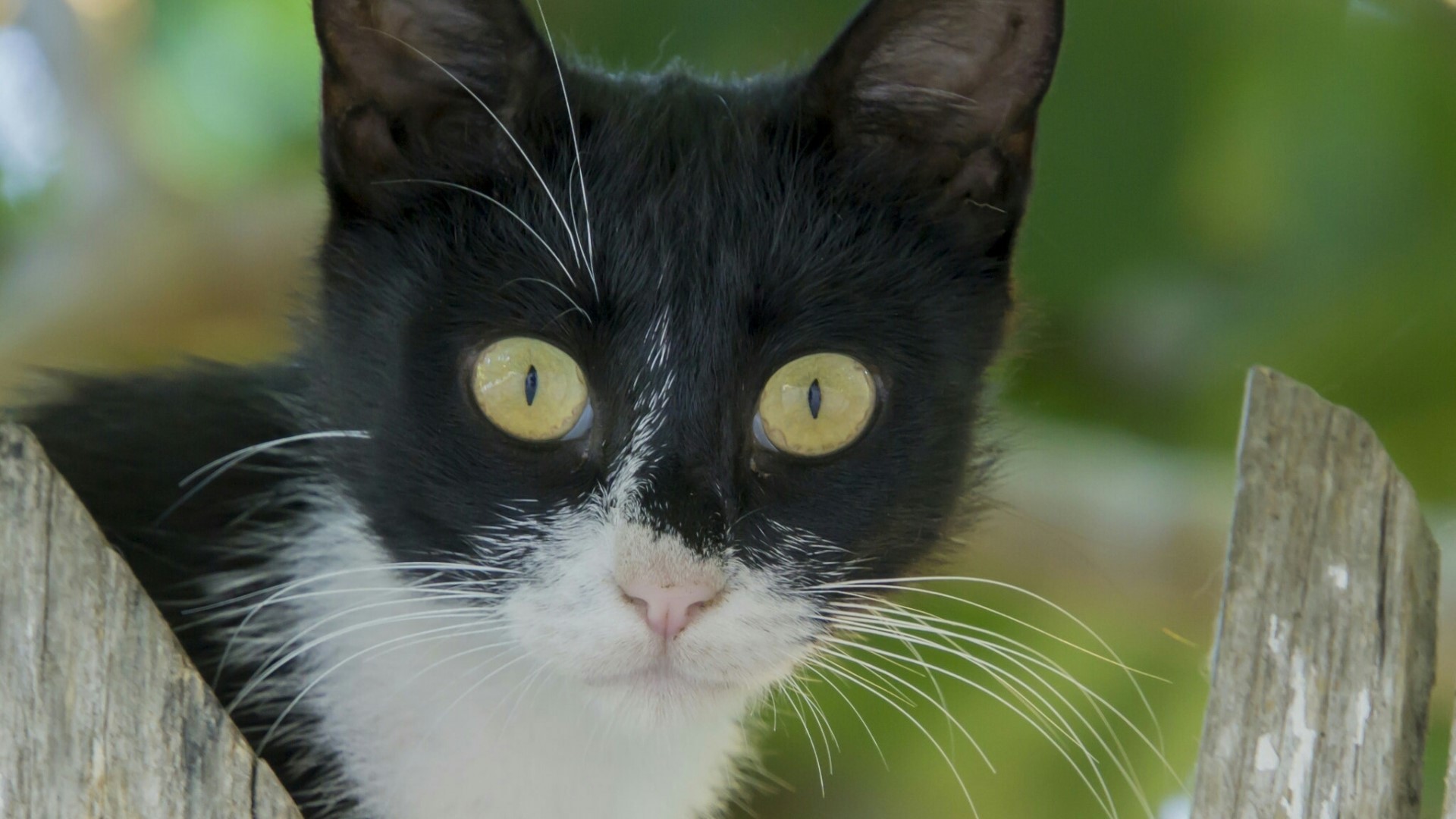 Black and white cat with yellow eyes HD Wallpaper