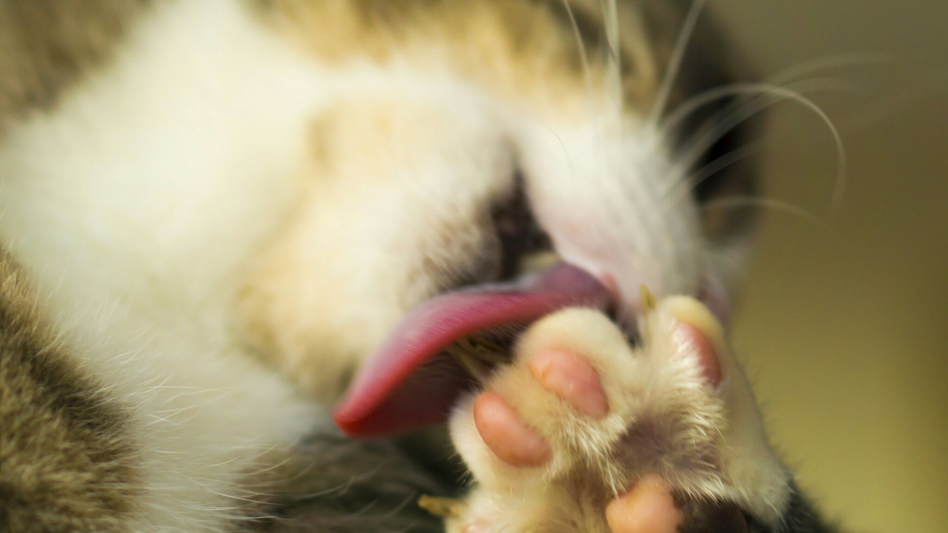 Close-up of a cat grooming its paw HD Wallpaper