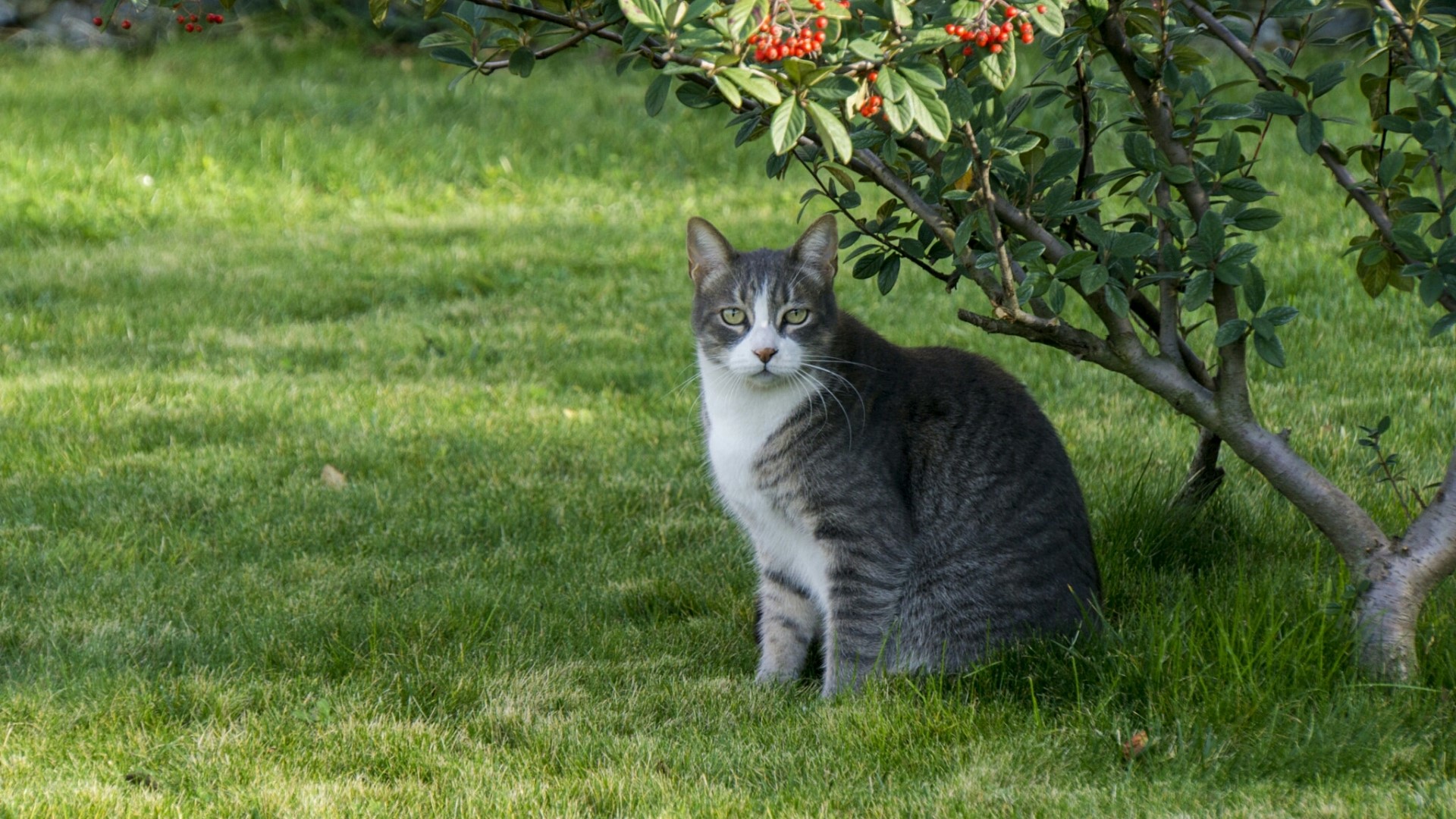 A tabby cat sits on grass under a tree HD Wallpaper