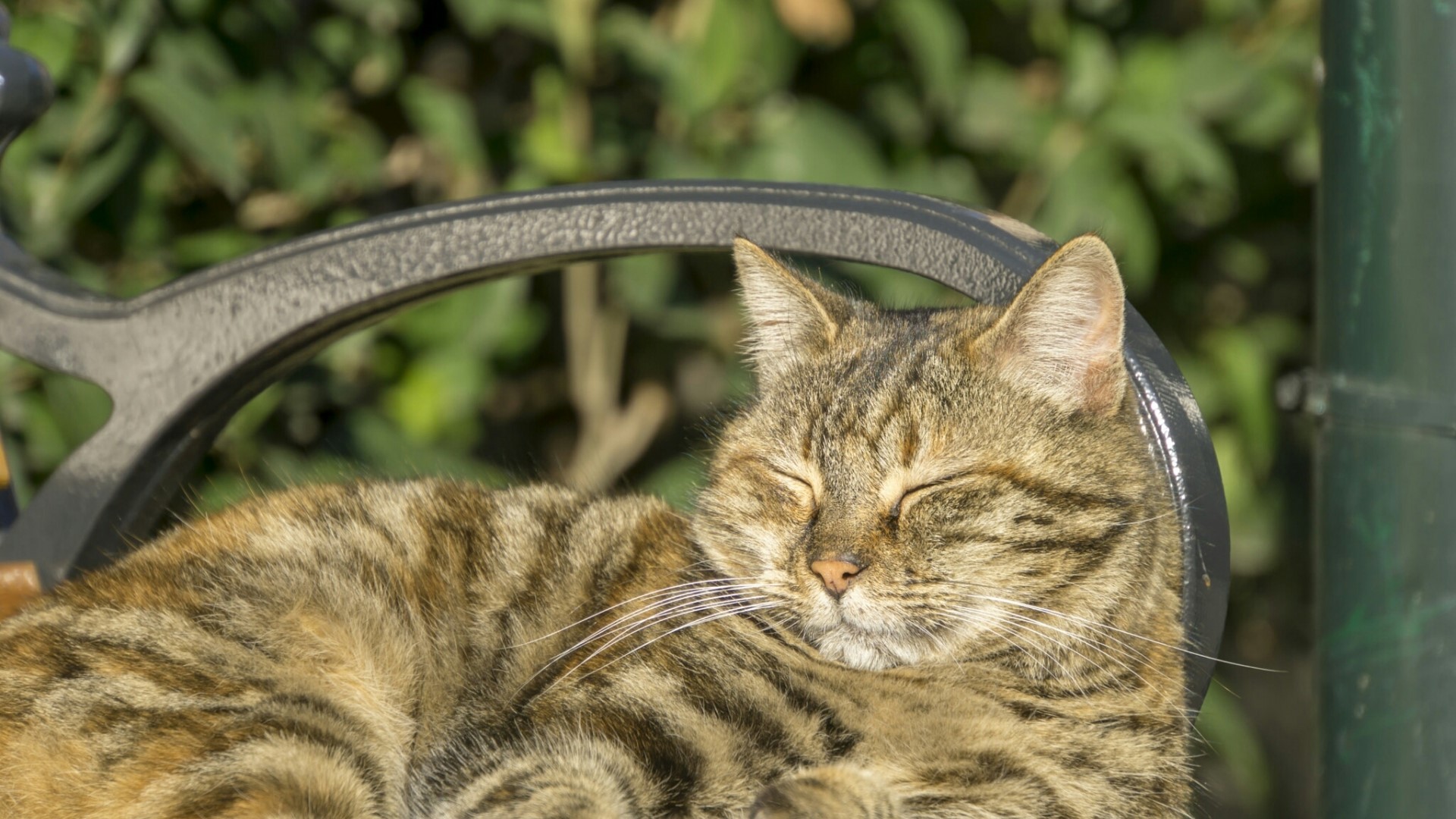 Tabby cat sleeping on a bench HD Wallpaper