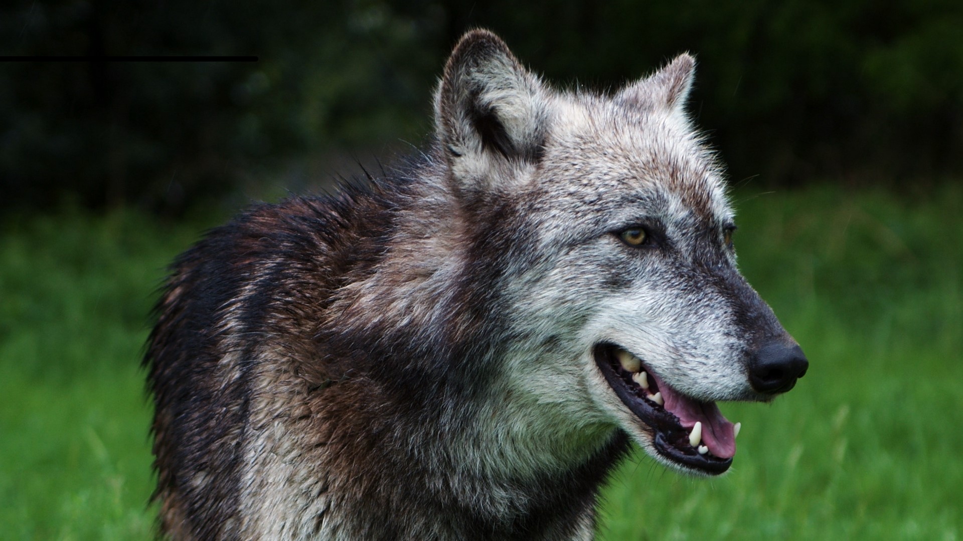 Wolf in a grassy field HD Wallpaper