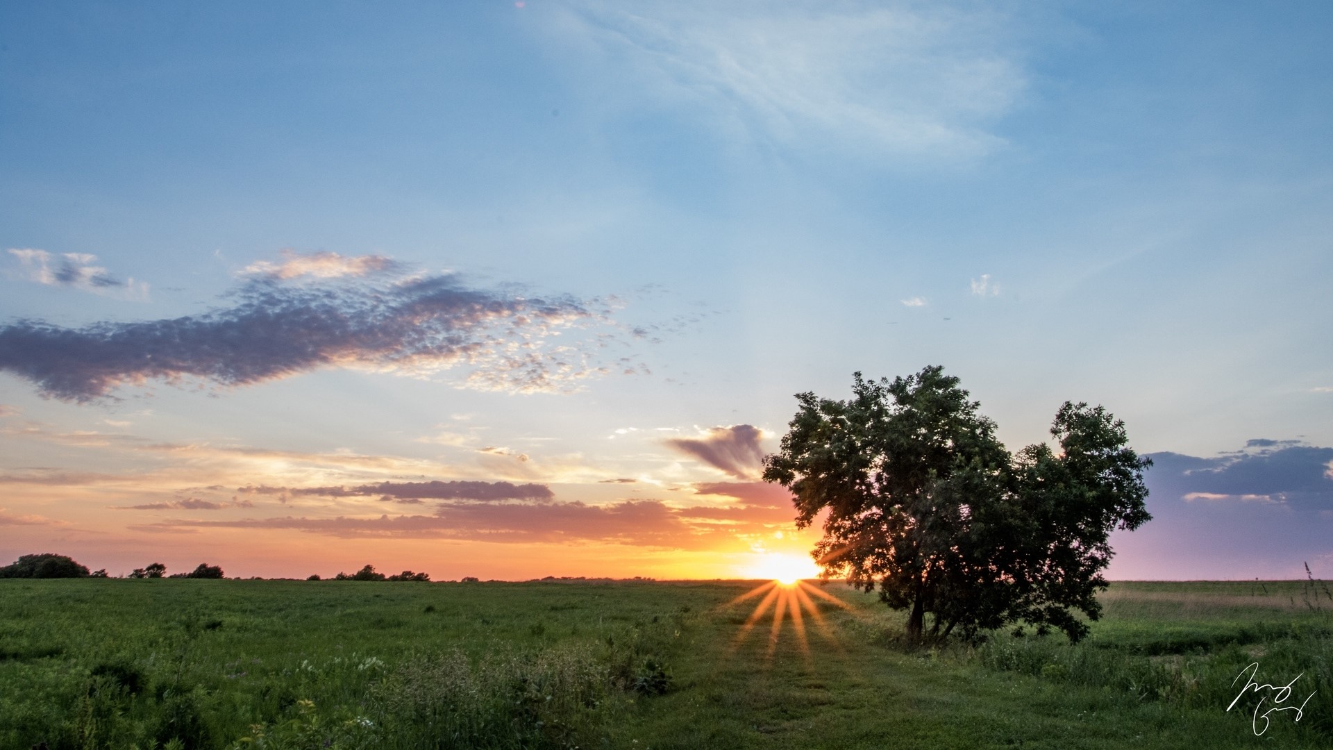 Sunset over a grassy field with a lone tree HD Wallpaper