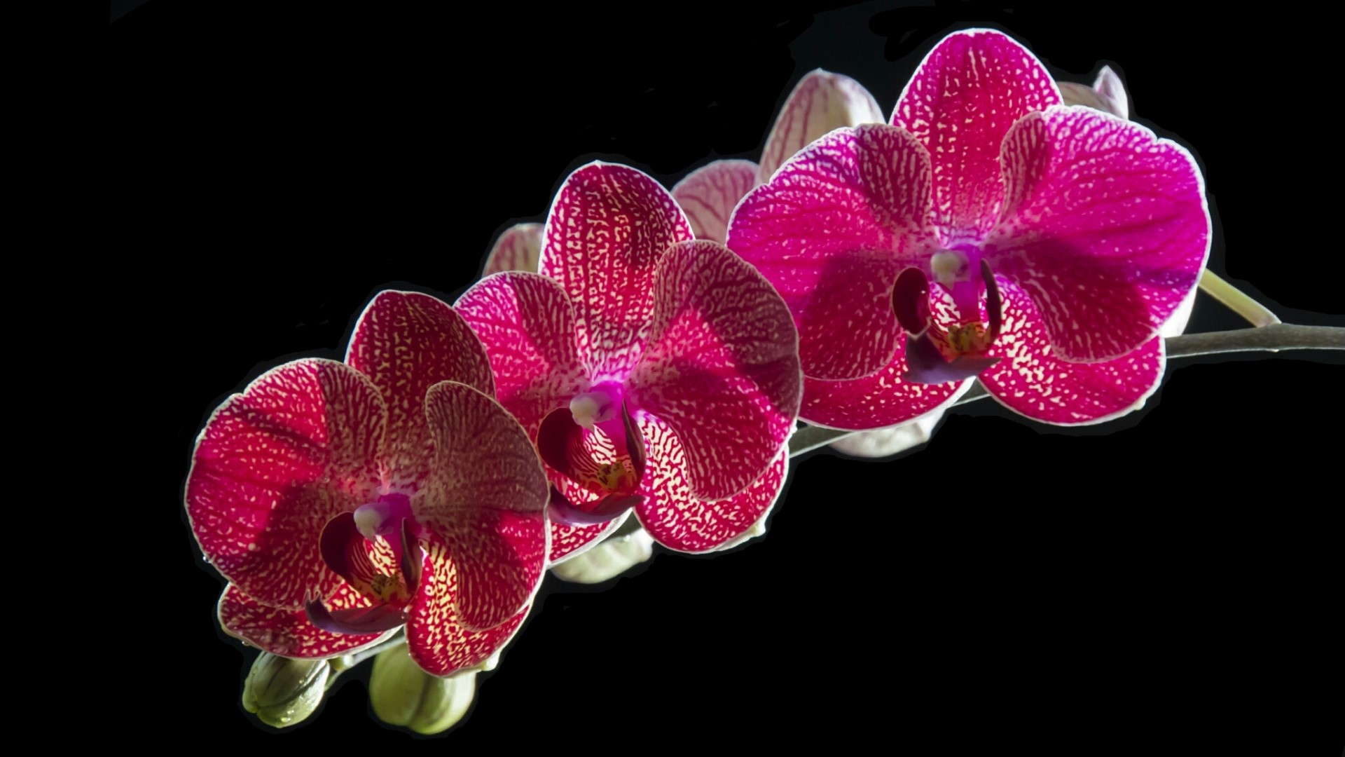 Pink and white spotted orchids on black background HD Wallpaper