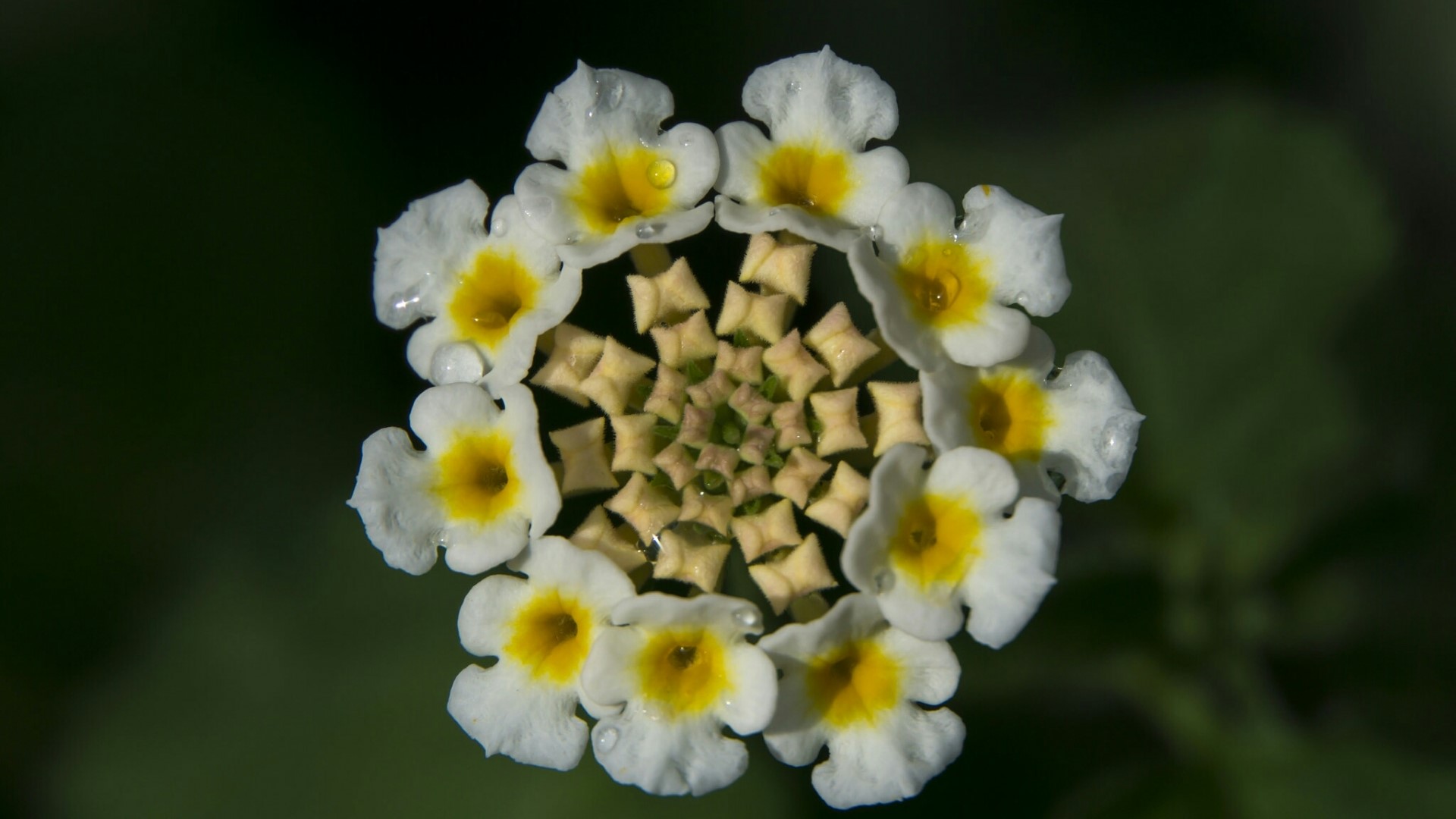 Close-up of a white and yellow flower with water droplets HD Wallpaper