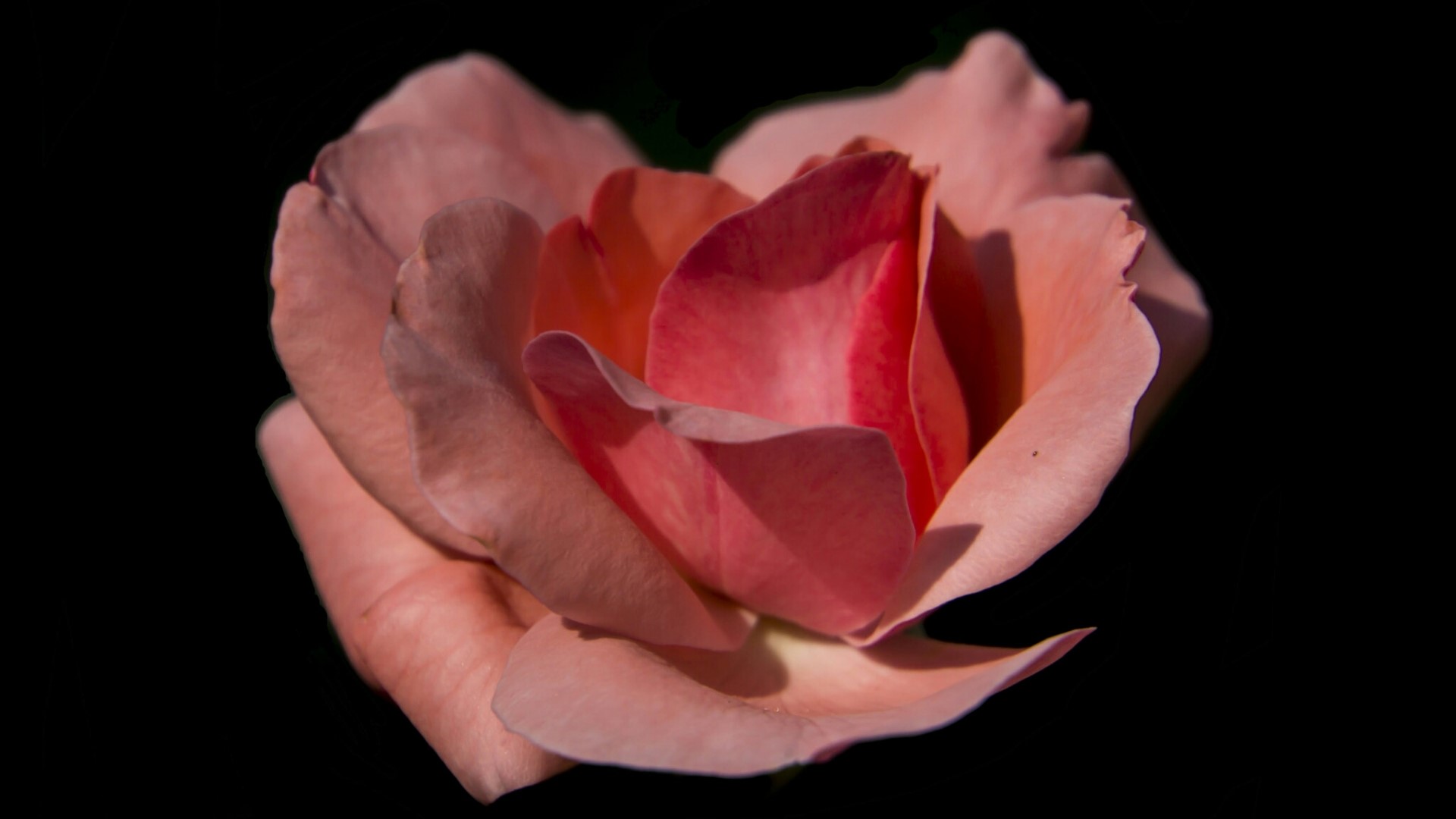 Close-up of a pink rose HD Wallpaper