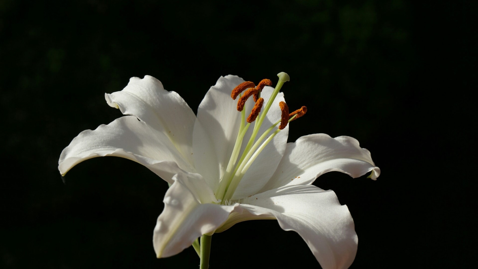 White Lily Flower with Stamens HD Wallpaper