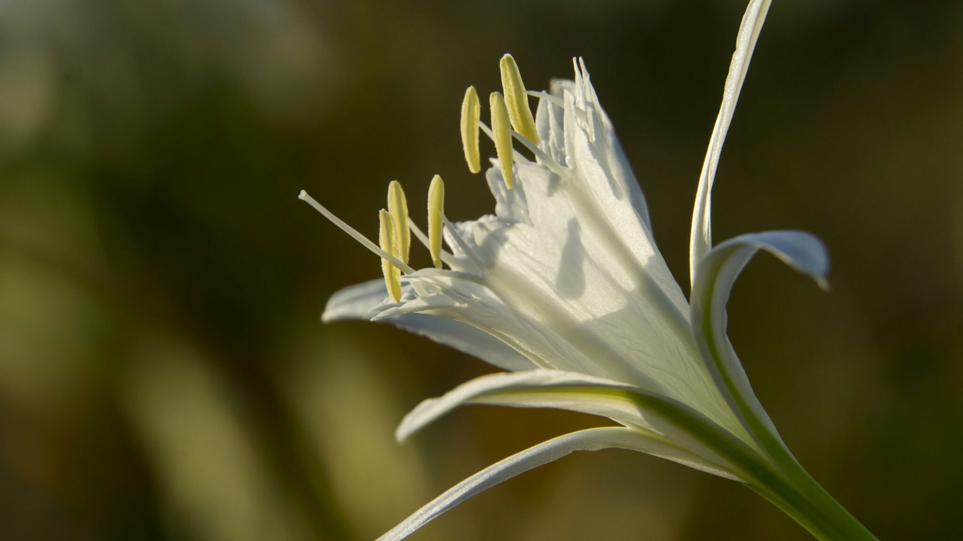 White Lily flower with yellow stamens HD Wallpaper
