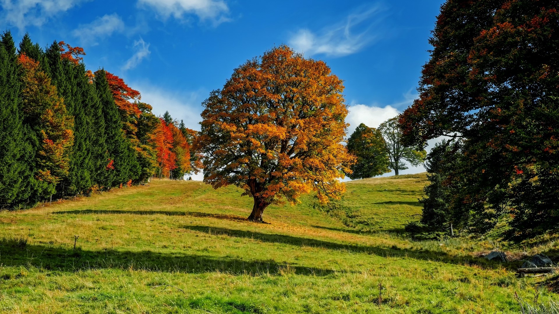 Autumn tree on a grassy hill with blue sky HD Wallpaper