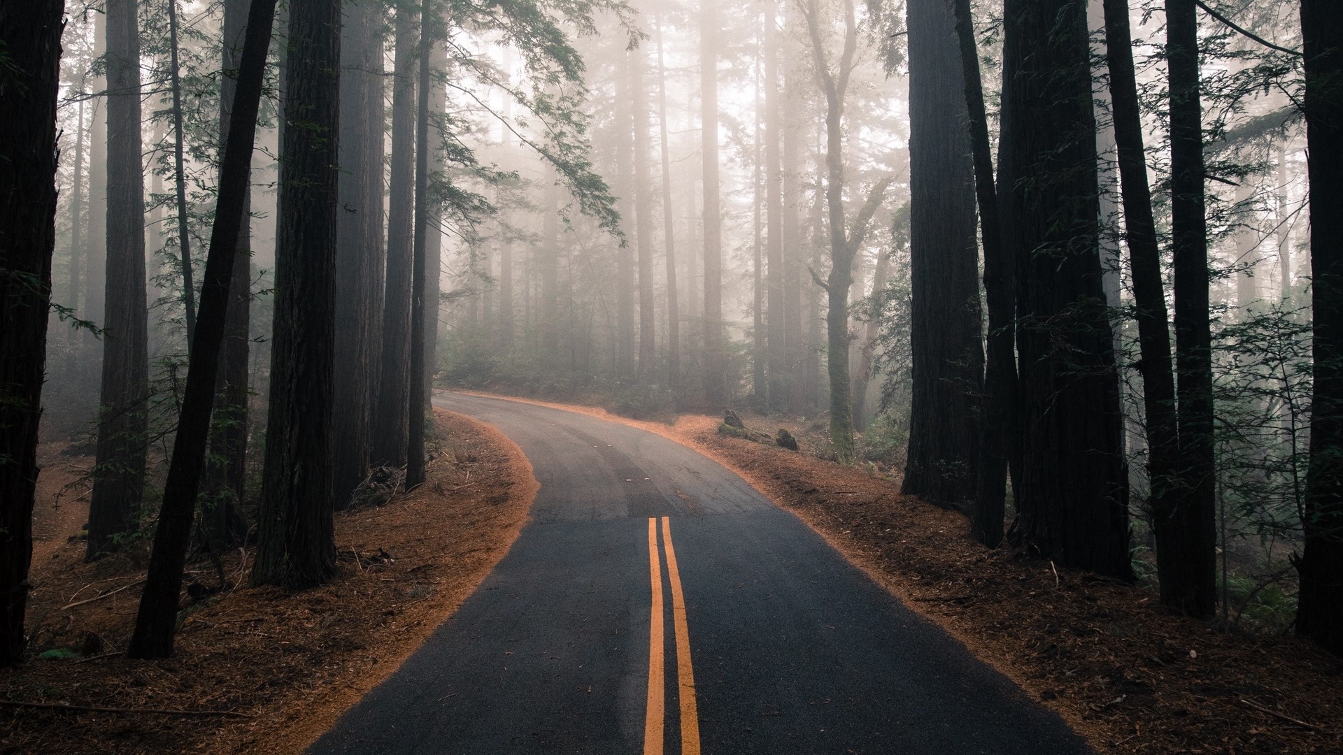 Road through a foggy redwood forest HD Wallpaper