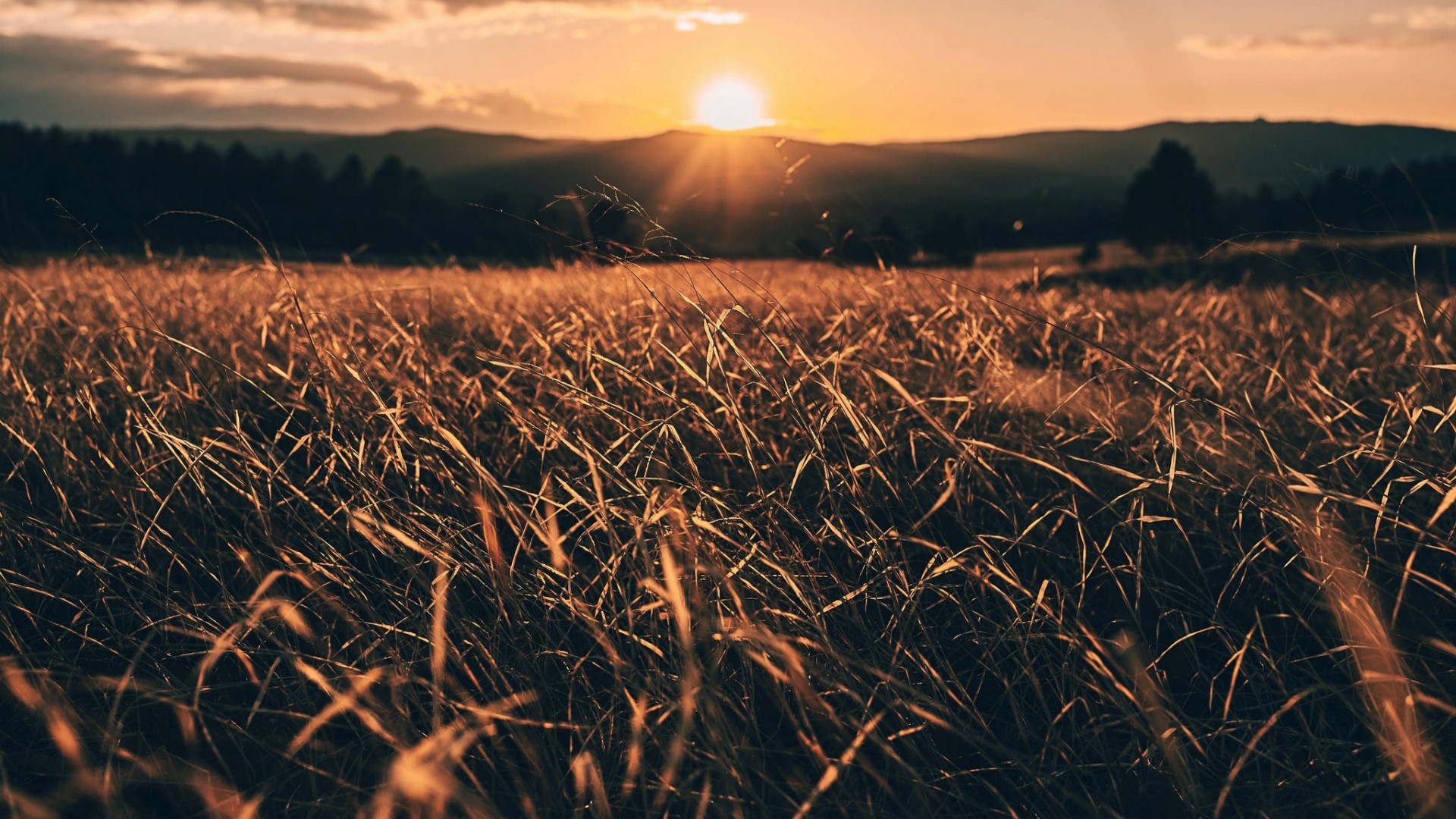 Golden field at sunset HD Wallpaper