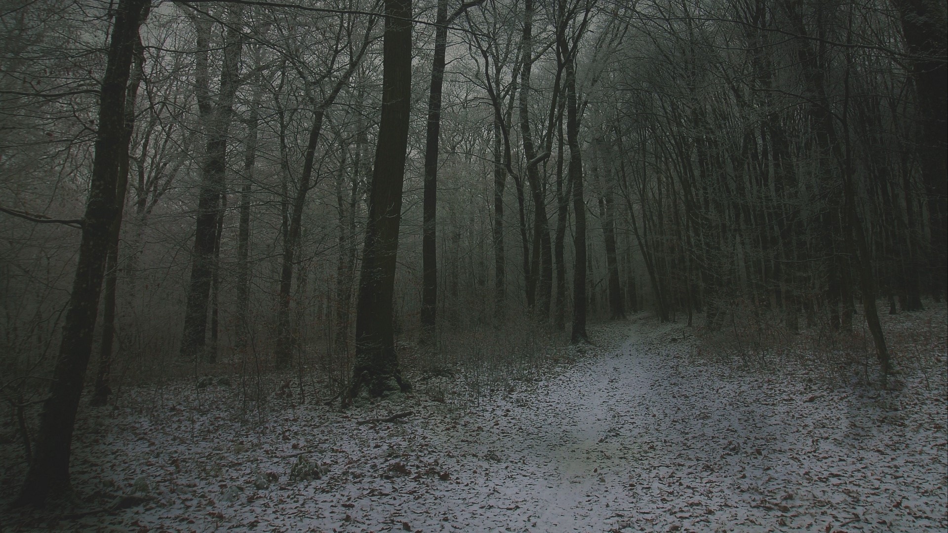 Snowy forest path with bare trees HD Wallpaper