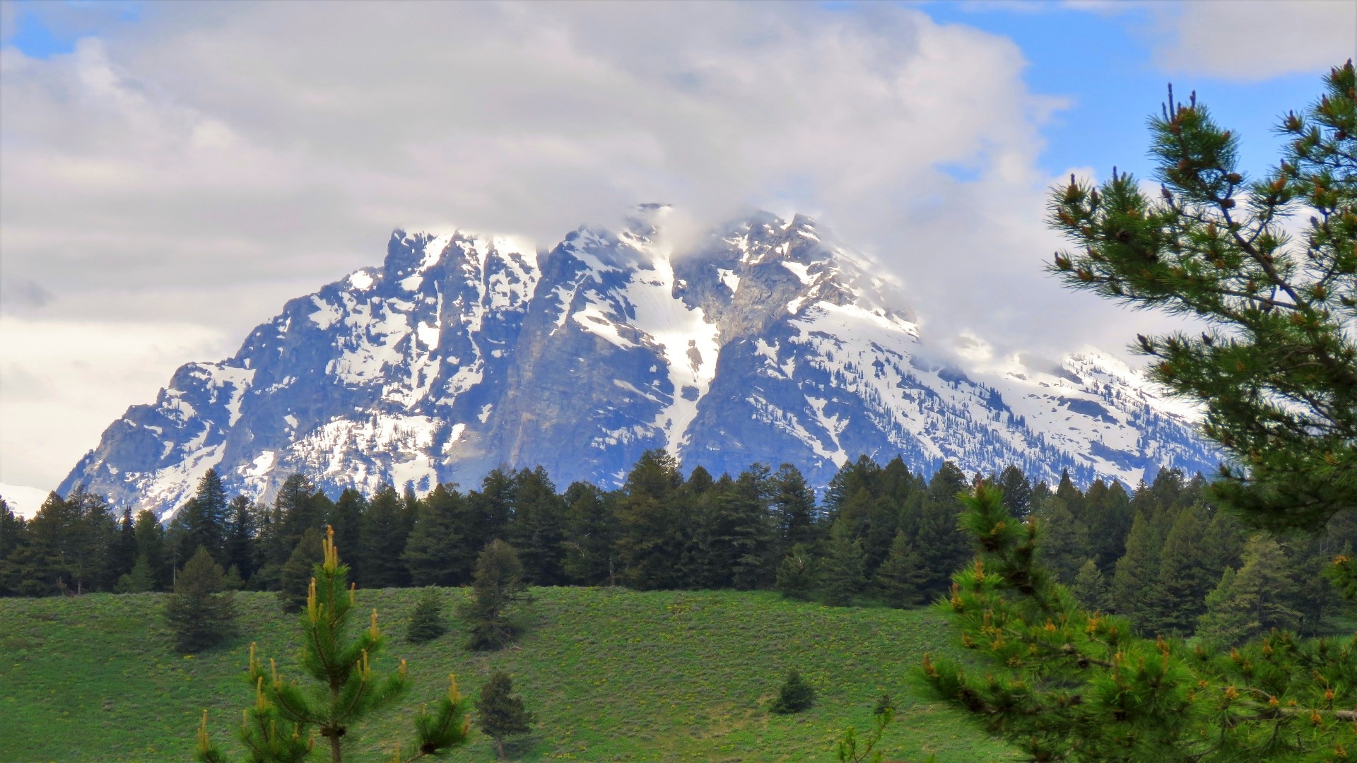 Snow-capped mountains and pine trees HD Wallpaper