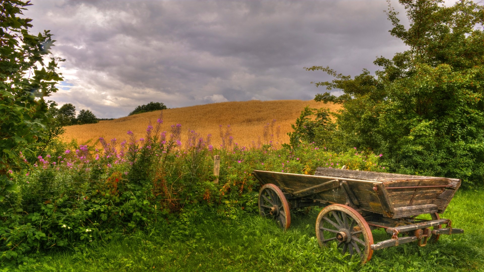 Old wooden cart in a field with flowers HD Wallpaper