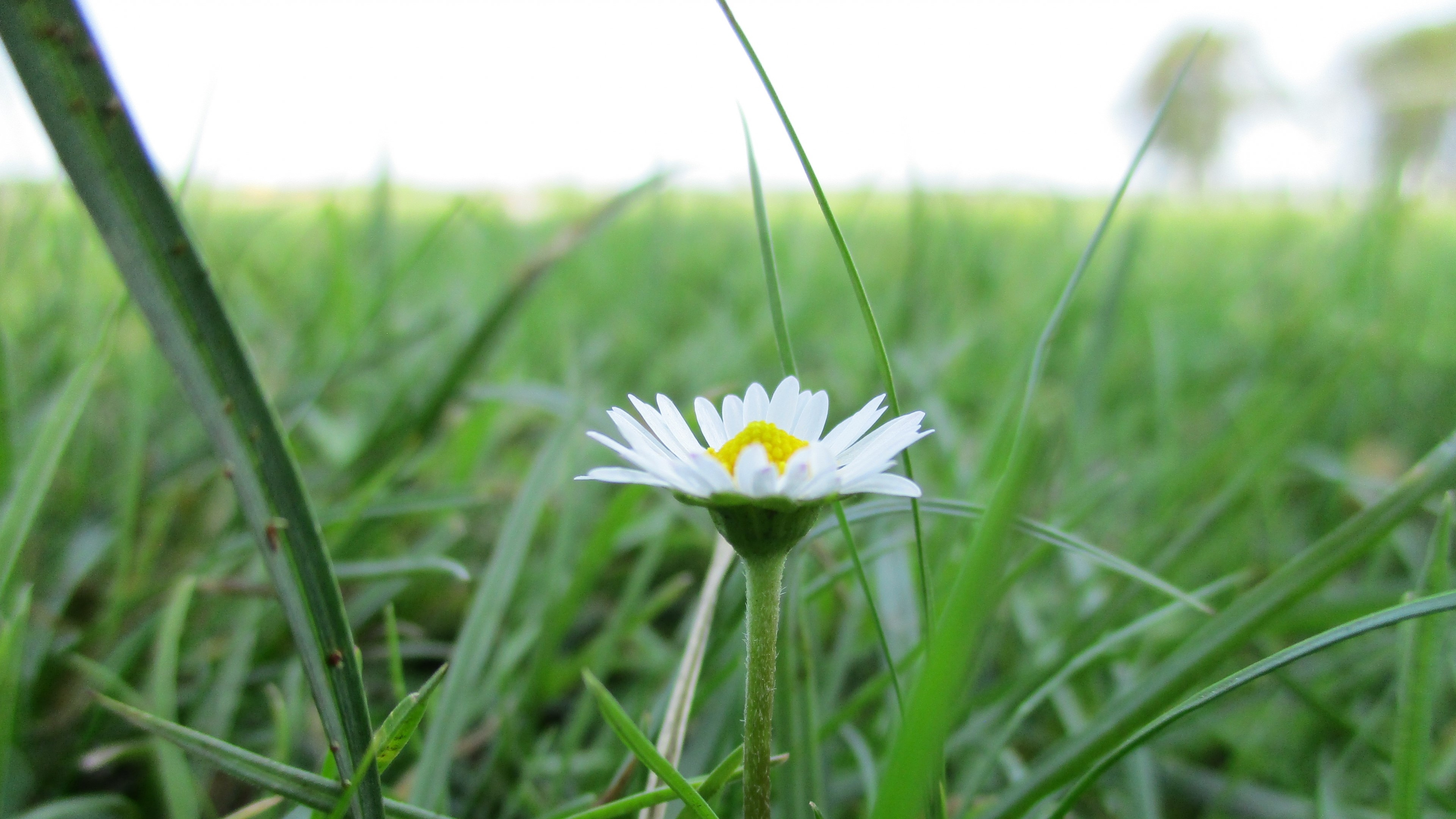 4K Daisy Flower in Green Grass HD Wallpaper