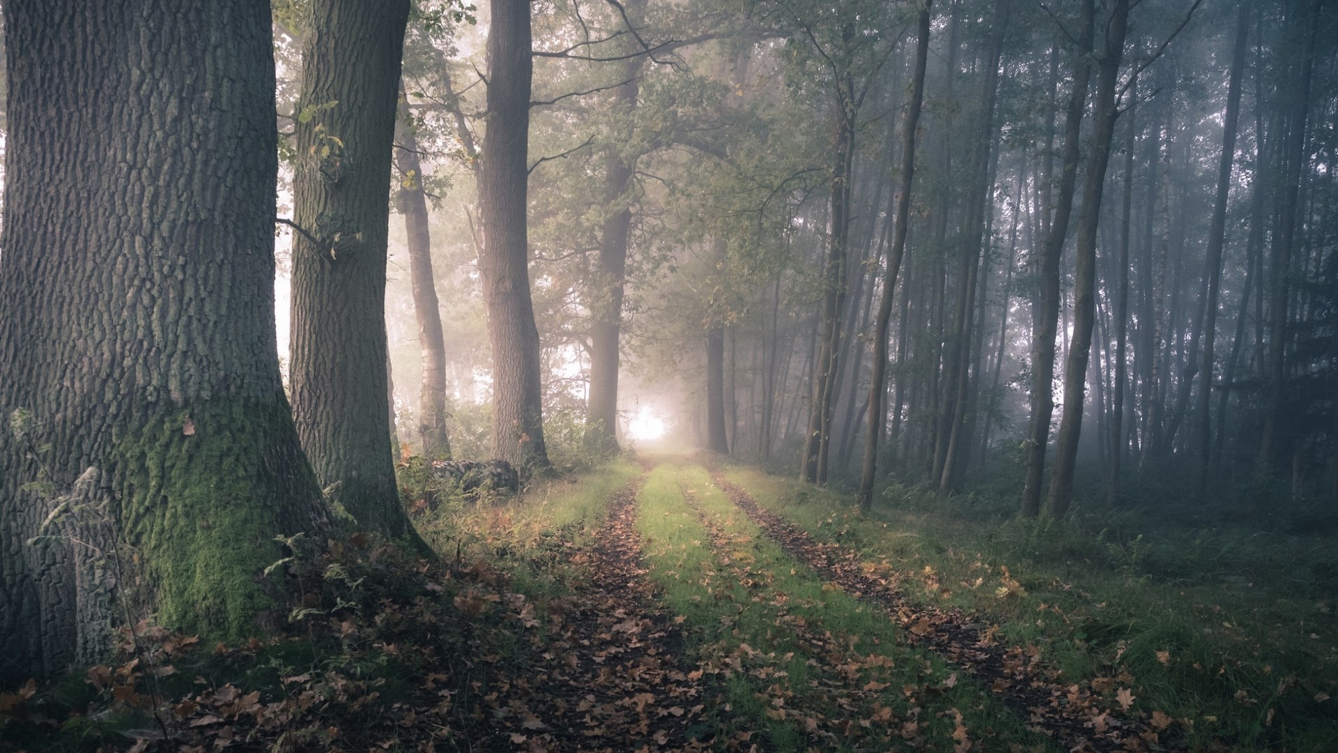 Forest path with trees and fog HD Wallpaper