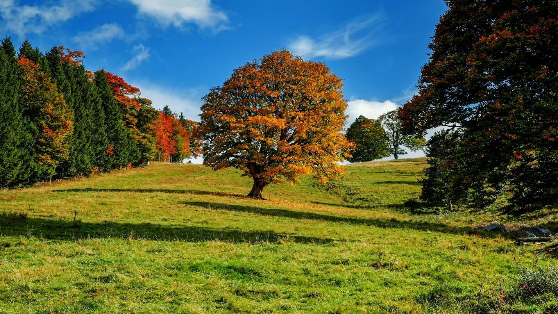 Autumn tree on a grassy hill HD Wallpaper