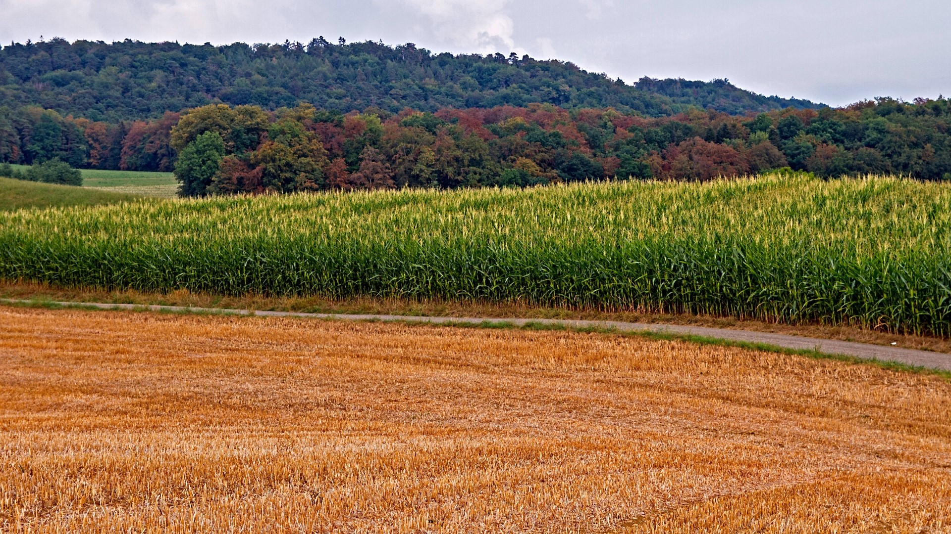 Harvested field and cornfield with forest background HD Wallpaper
