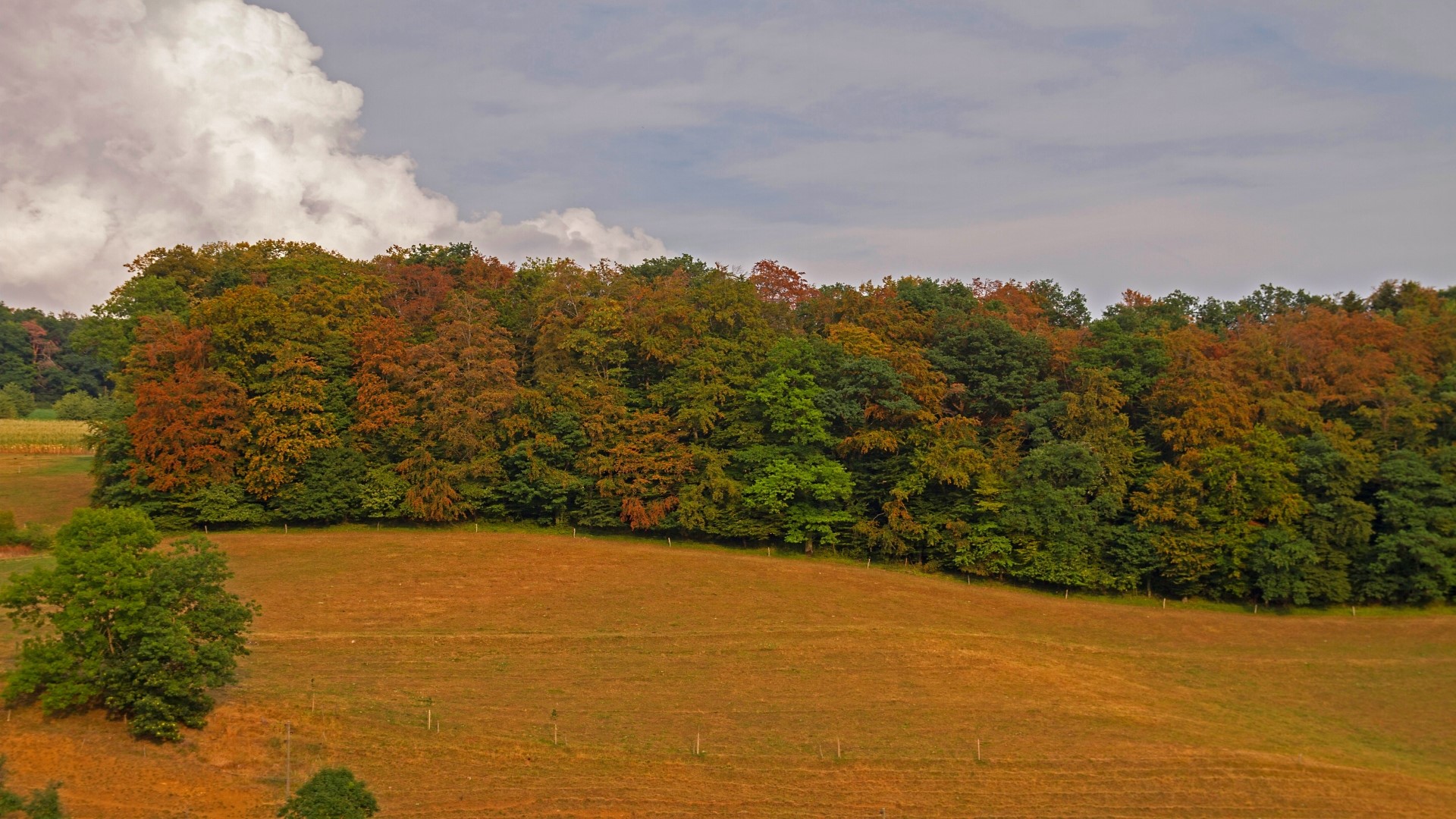 Autumn forest with a field HD Wallpaper