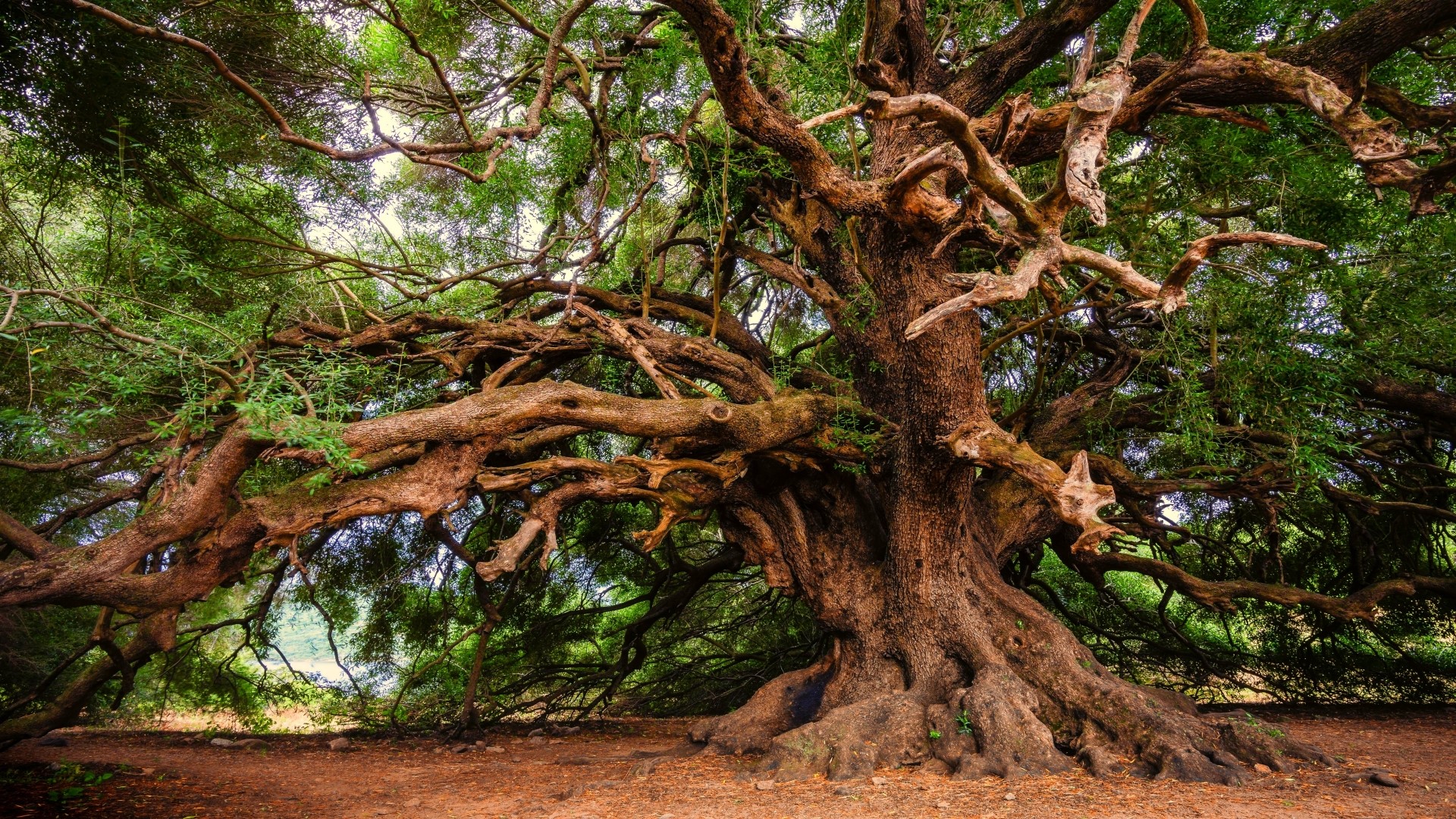 Massive old tree with sprawling branches HD Wallpaper