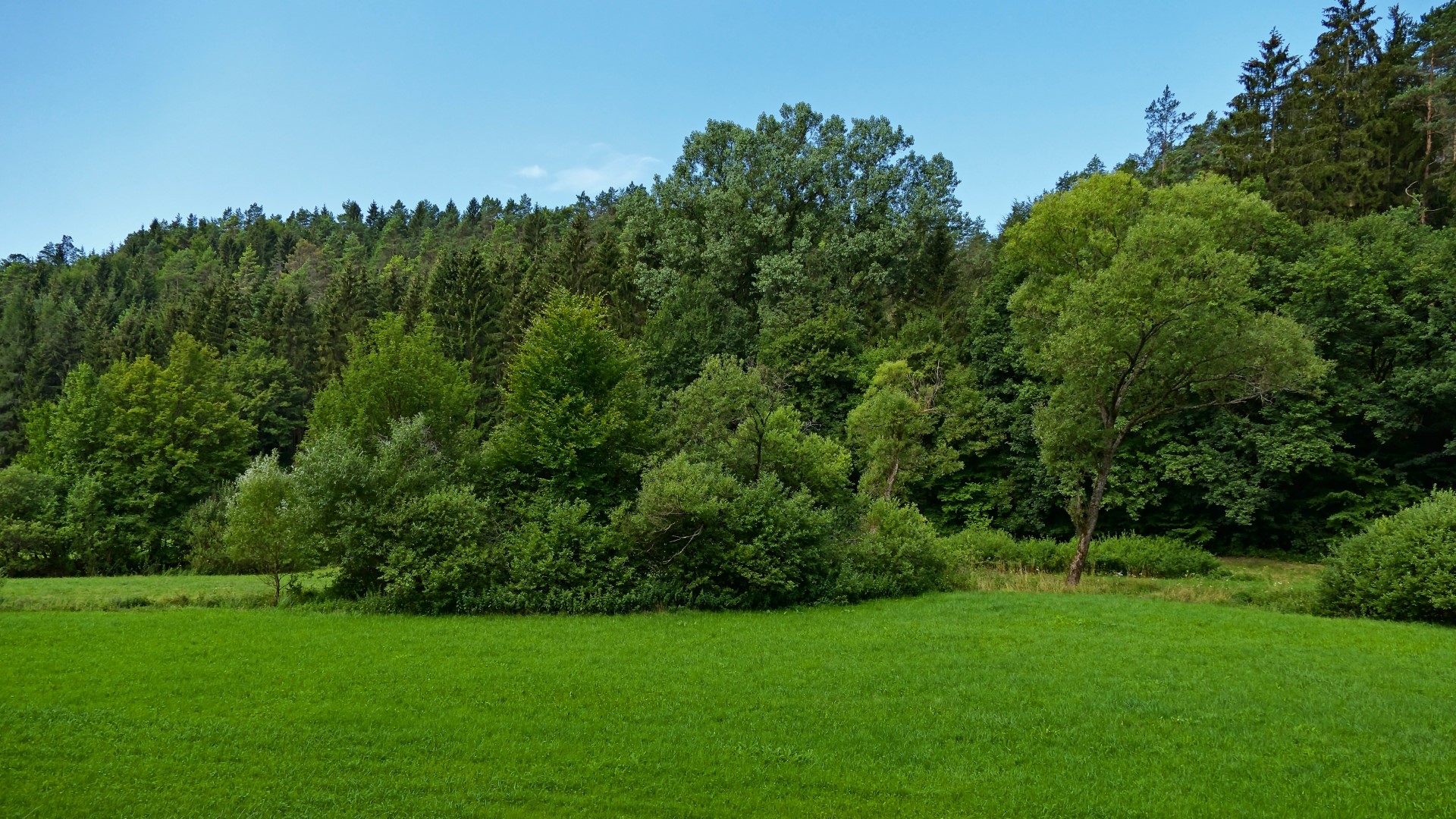 Green meadow and forest under blue sky HD Wallpaper