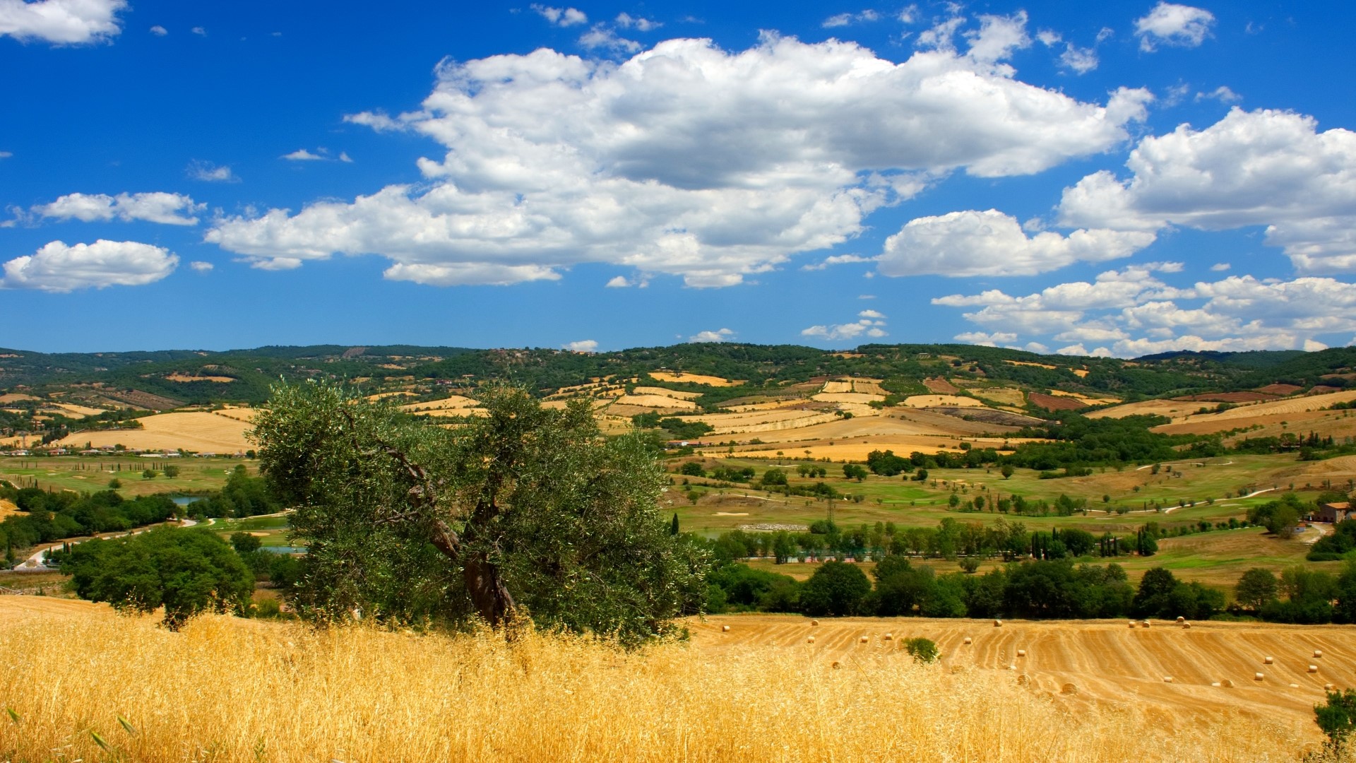 Tuscan landscape with rolling hills and olive tree HD Wallpaper