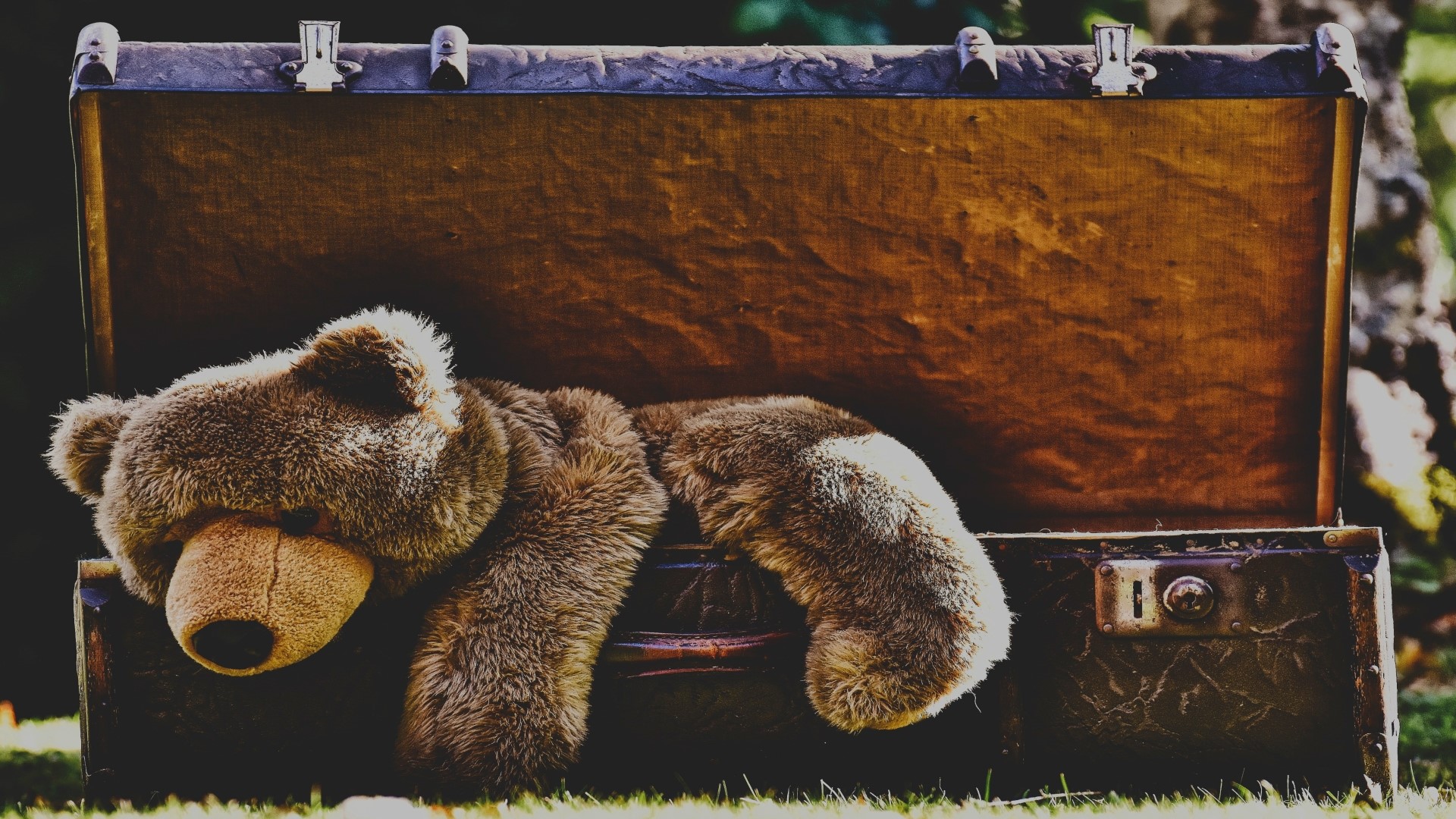 Teddy bear in an antique suitcase HD Wallpaper