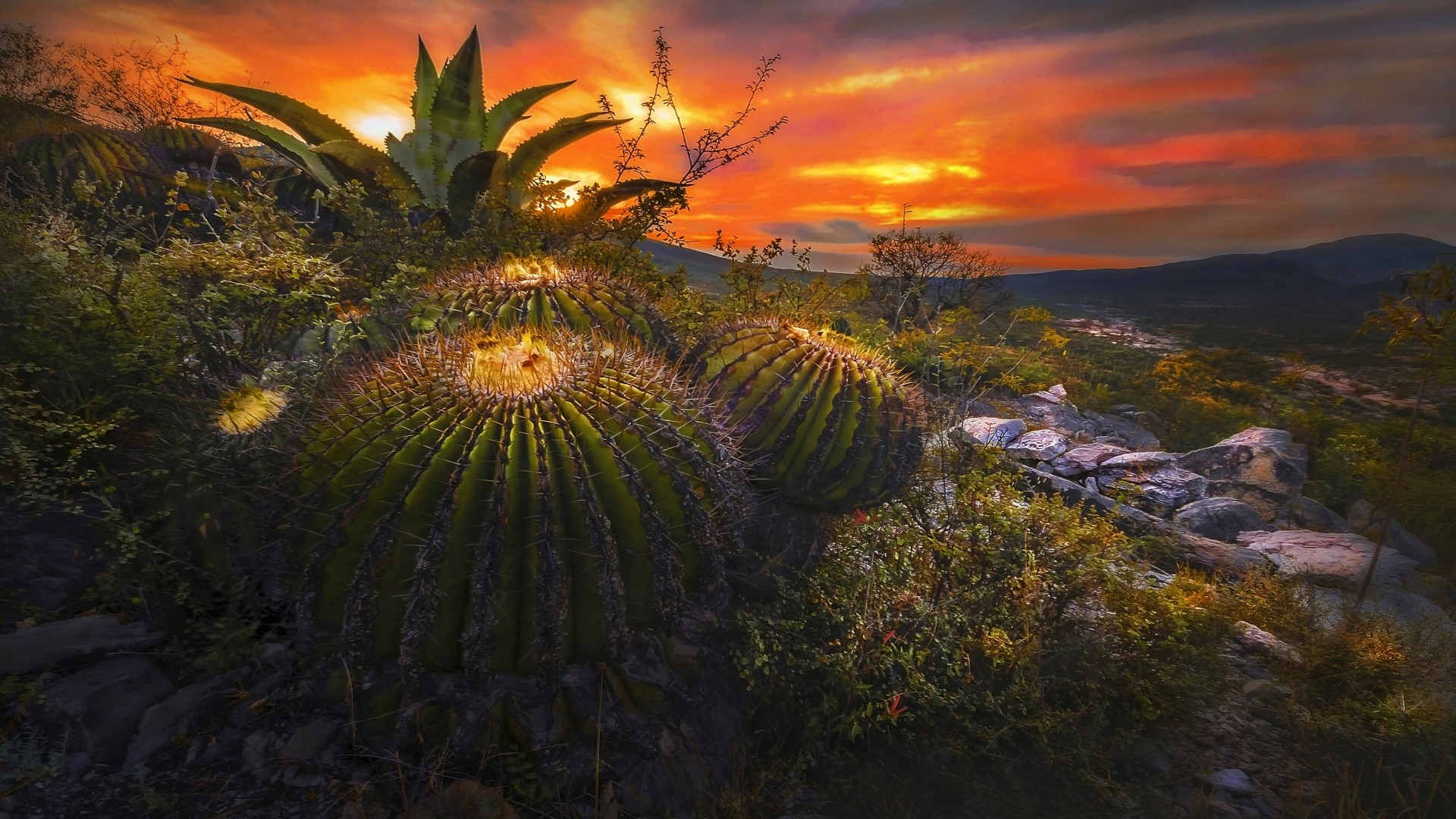 Barrel Cactus and Agave at Sunset HD Wallpaper
