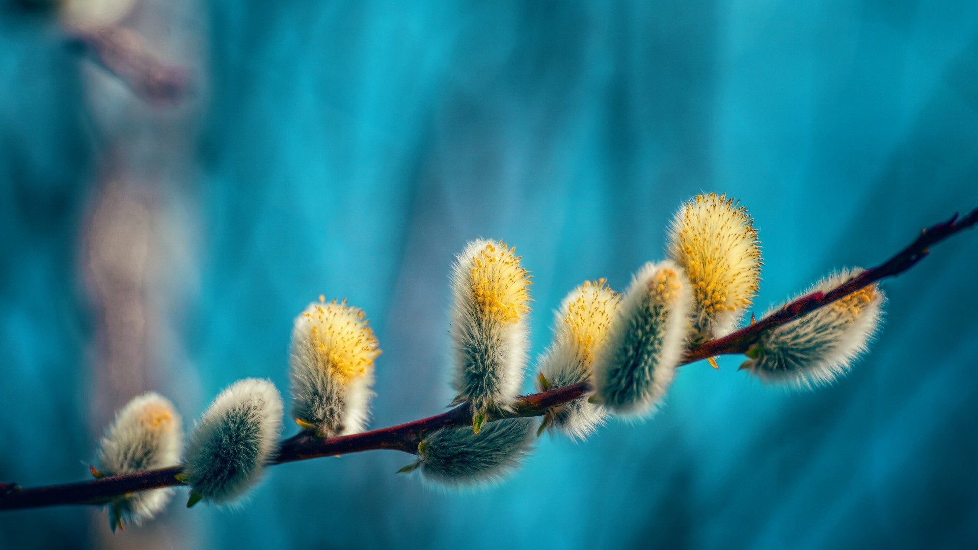 Pussy willow branch with yellow catkins HD Wallpaper