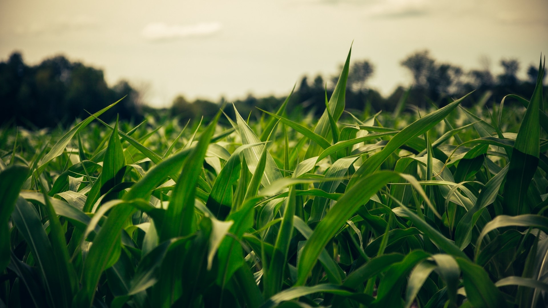 Field of green grass with trees in the background HD Wallpaper