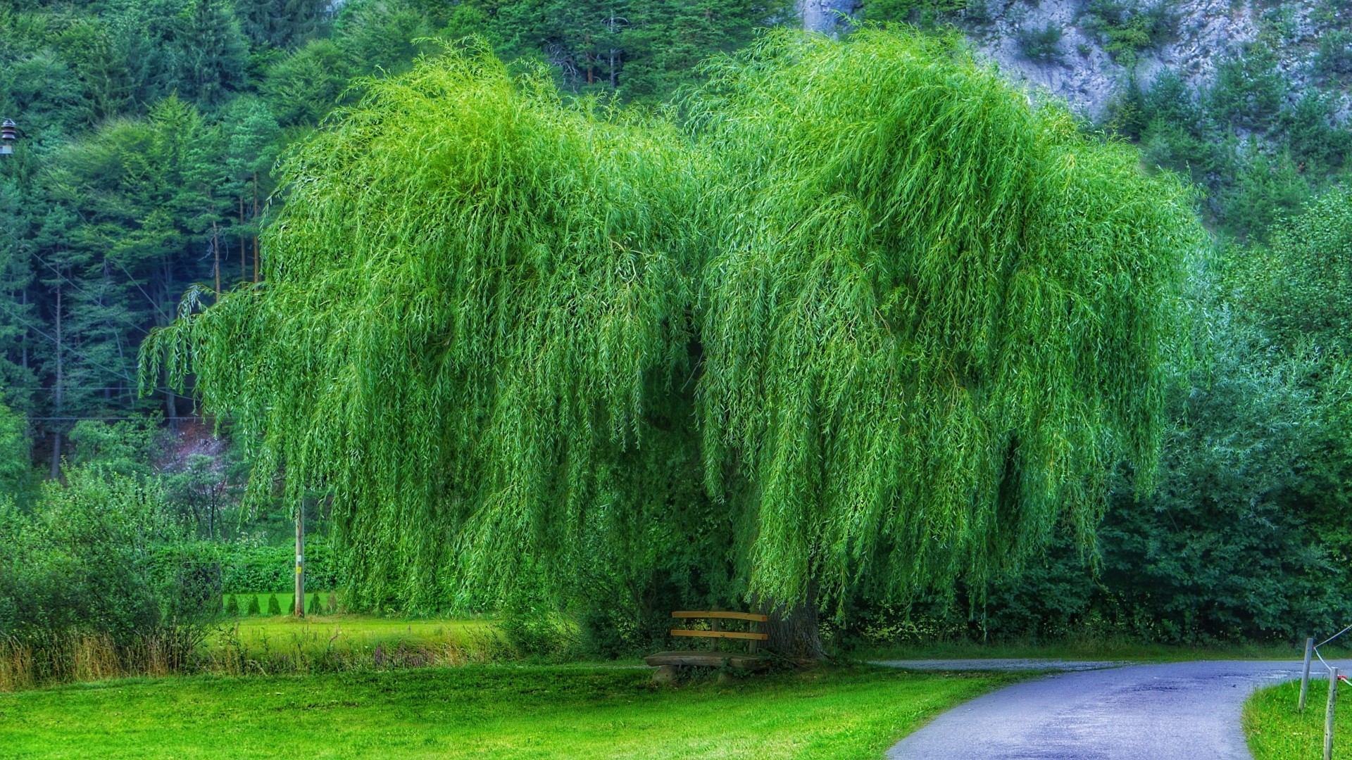 Weeping willow tree in a park HD Wallpaper