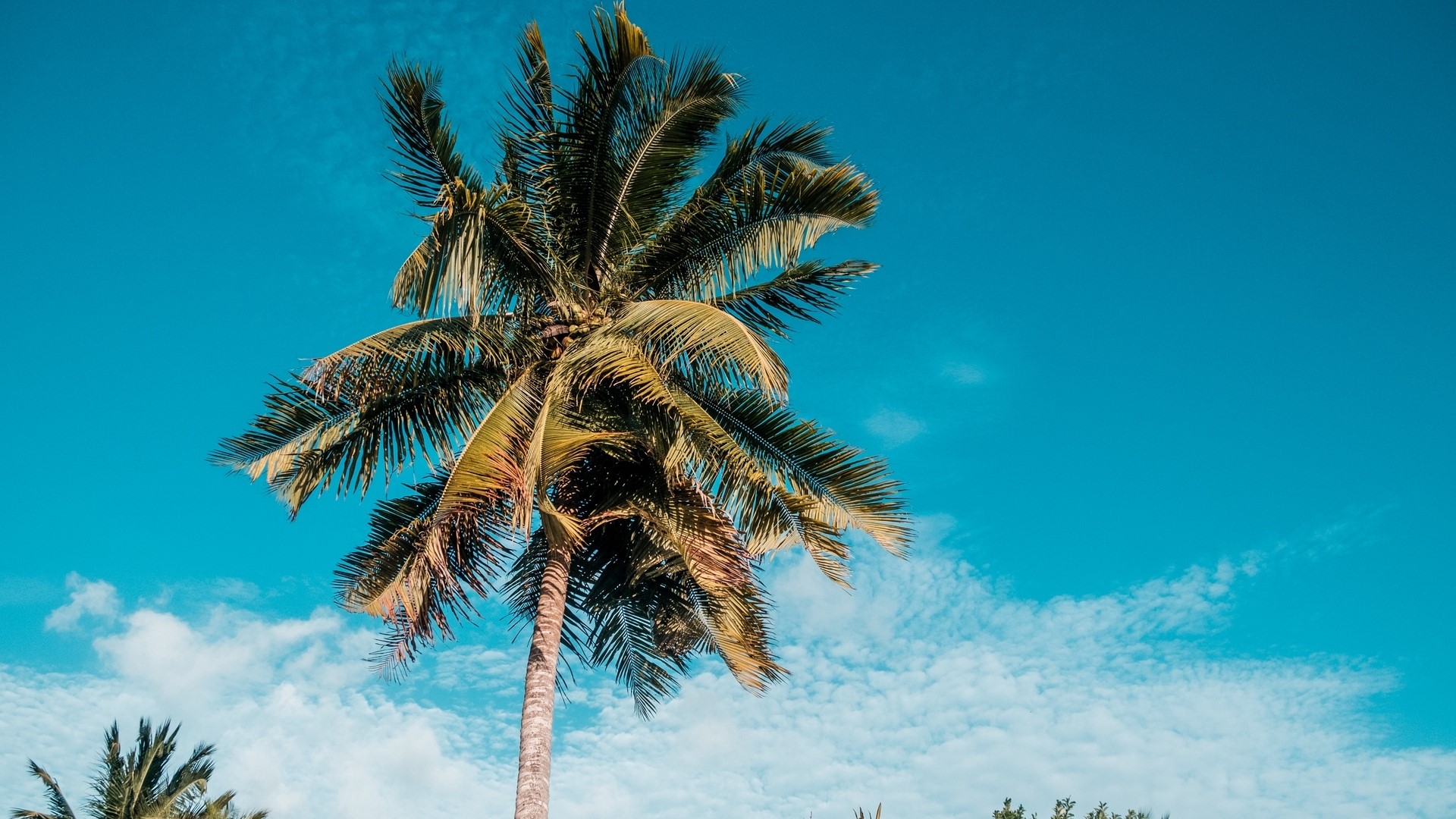 Palm Tree Against Blue Sky HD Wallpaper