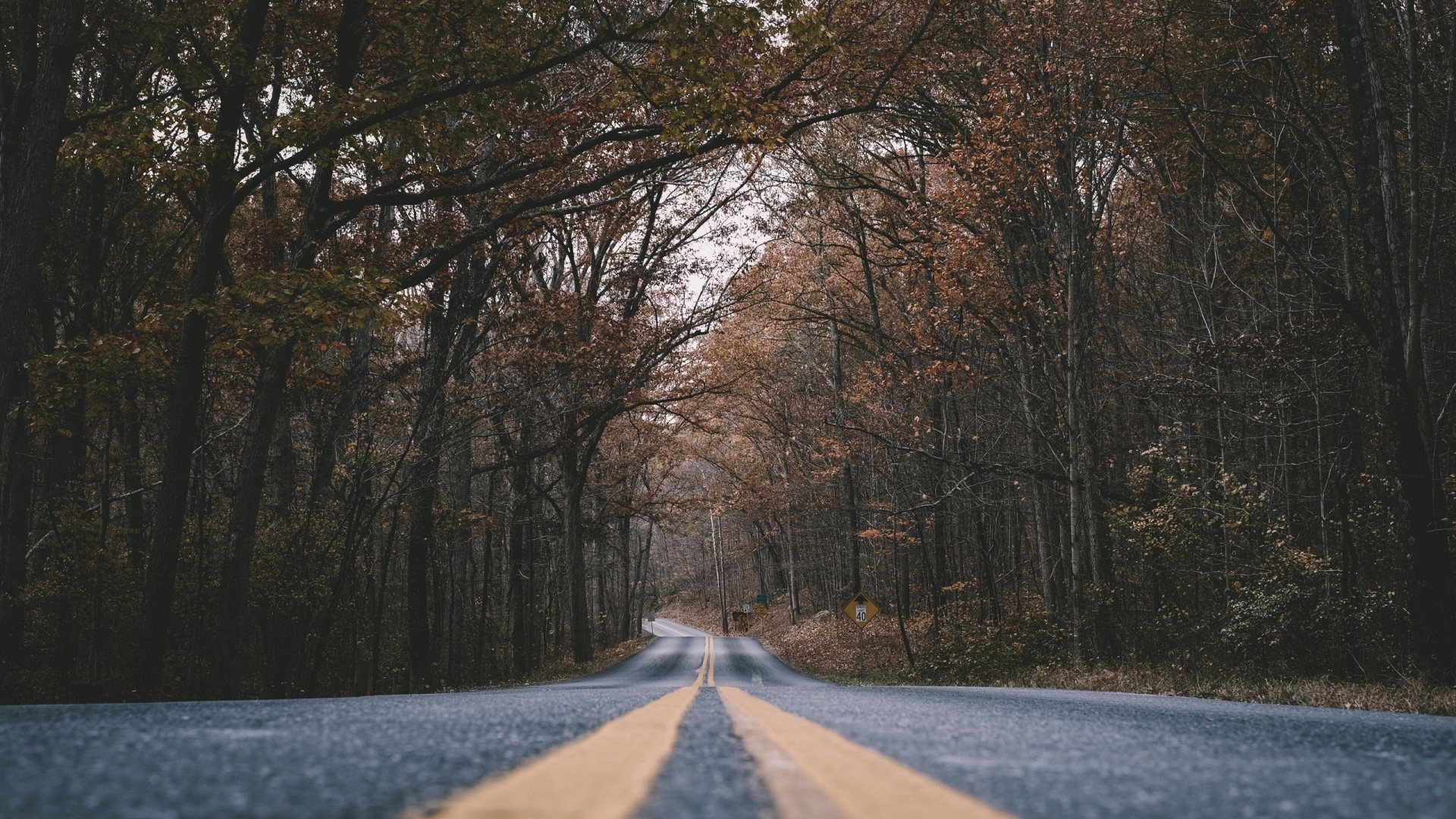 Road through autumn forest HD Wallpaper