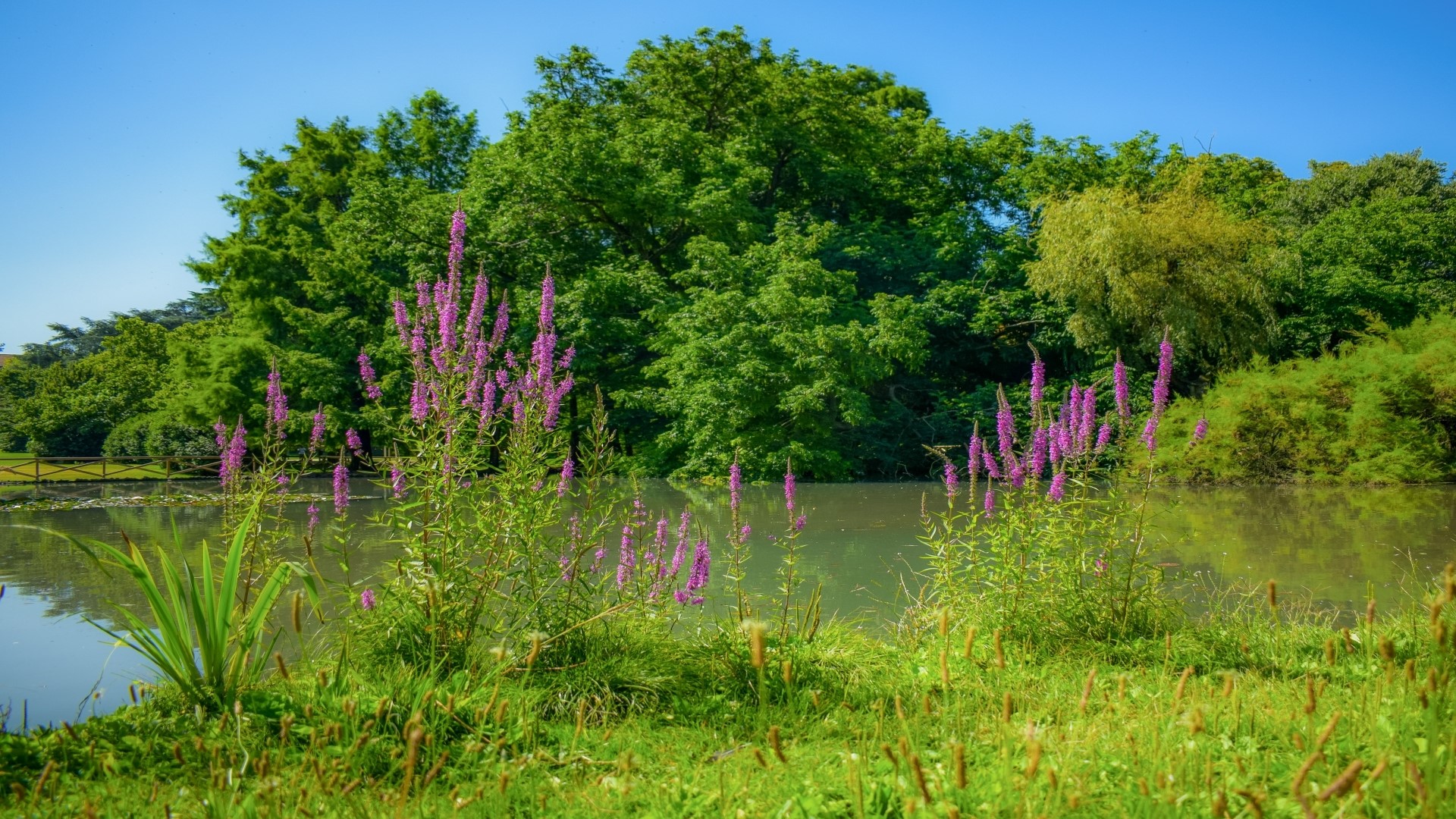 Purple flowers by a lake with trees HD Wallpaper
