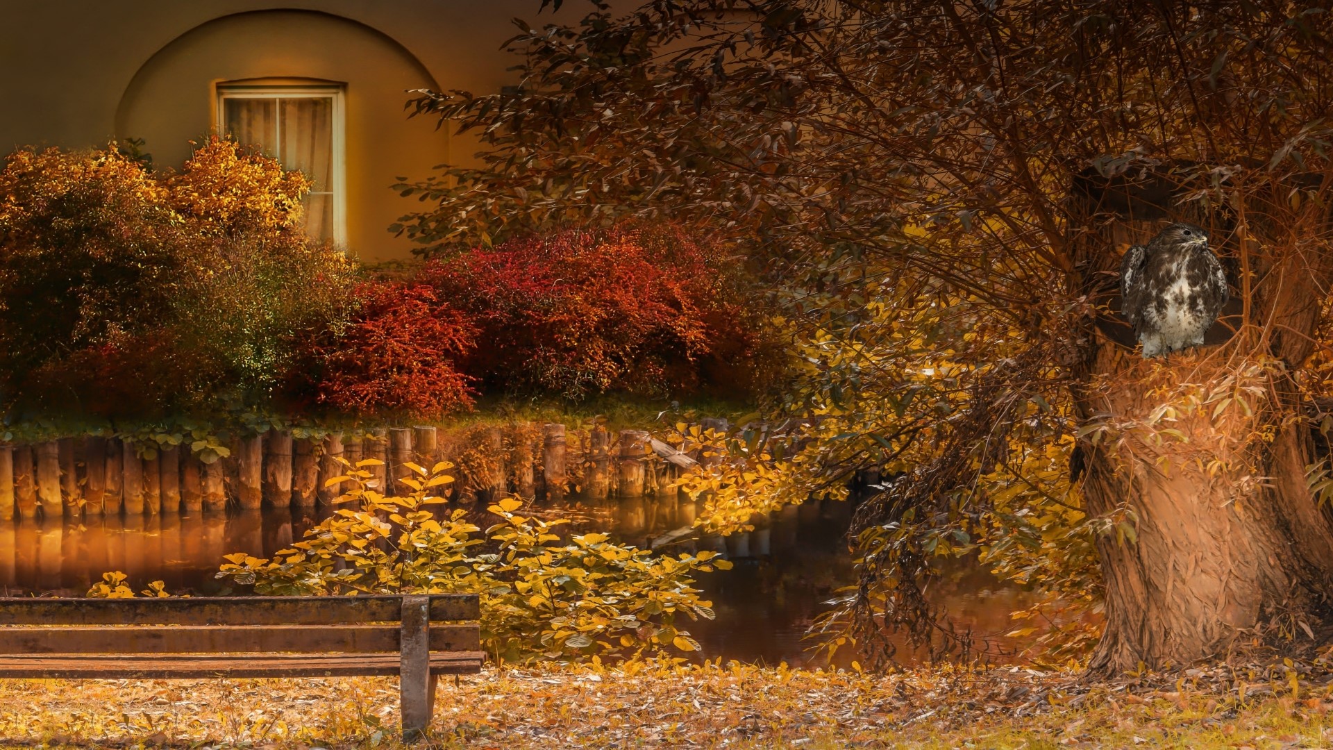 Hawk perched in a tree by a pond in autumn HD Wallpaper