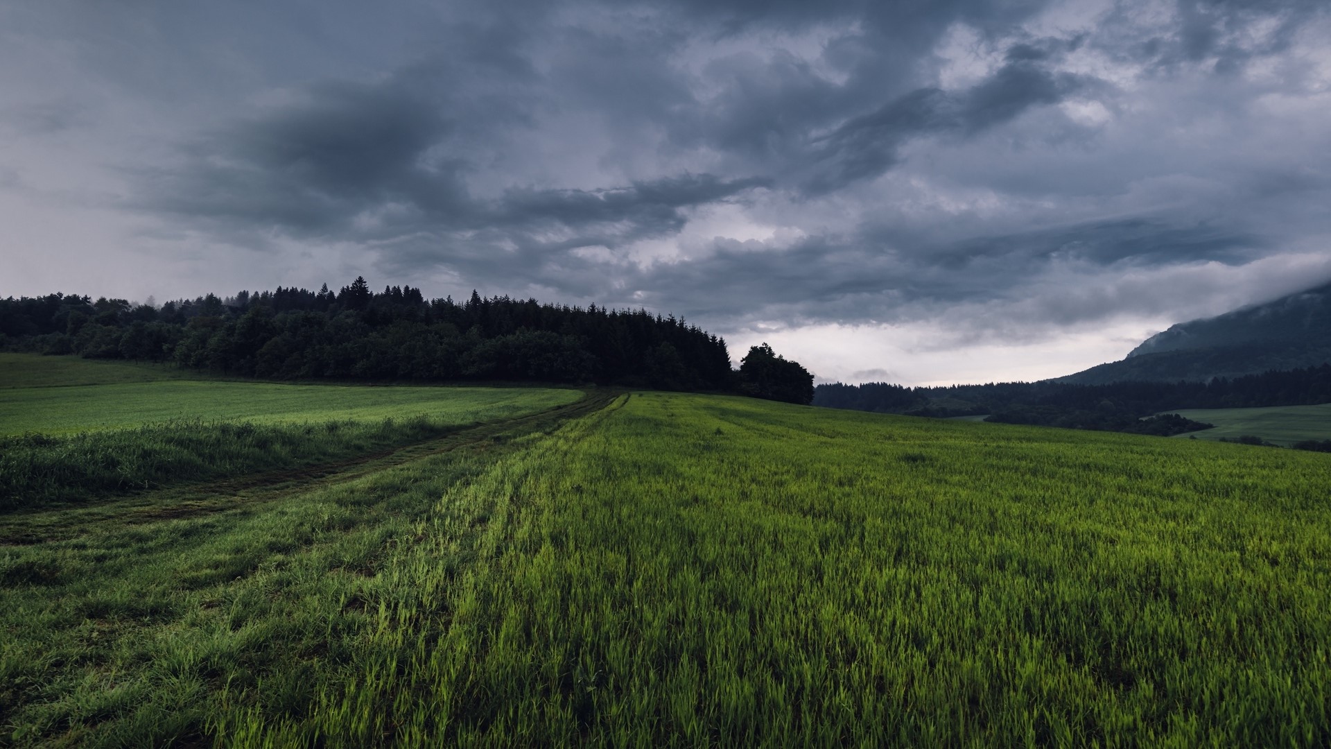 Green field with dark clouds and forest HD Wallpaper