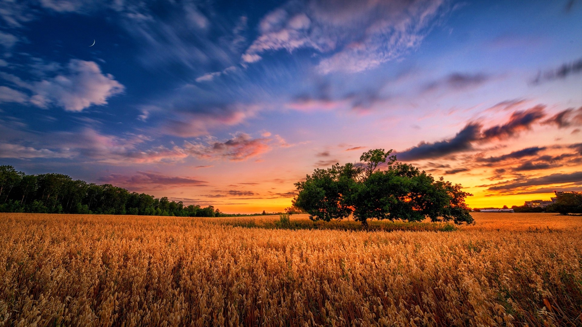 Field of wheat at sunset with trees and clouds HD Wallpaper