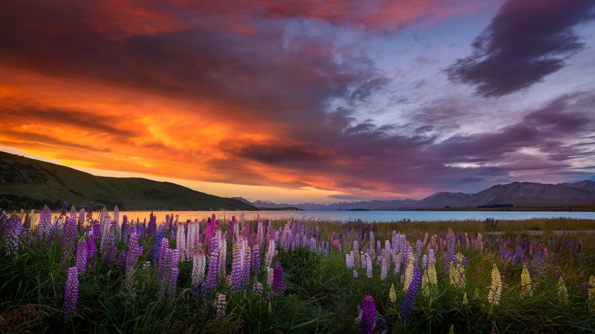 Field of Lupines at Sunset HD Wallpaper