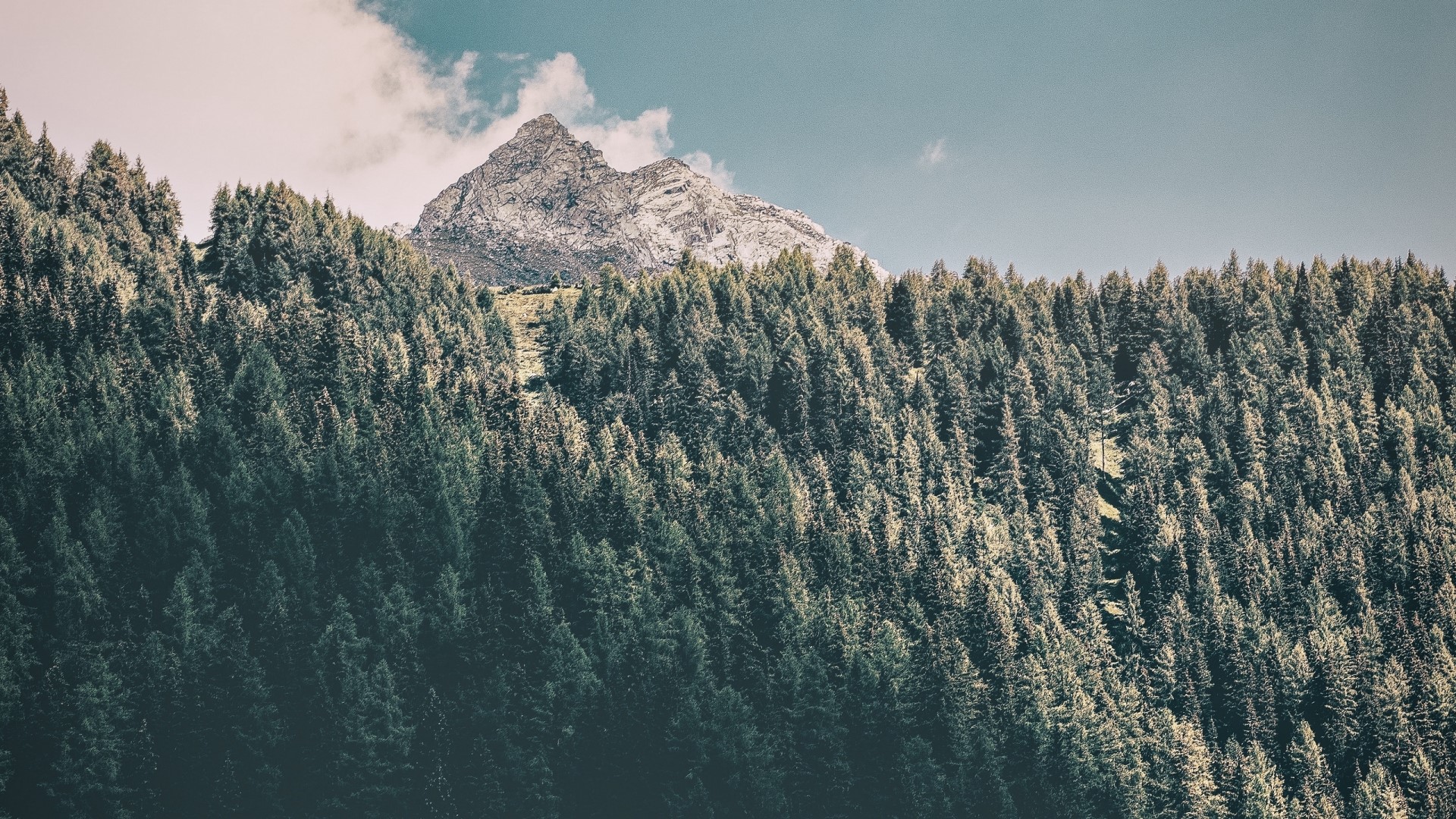 Mountain peak above a dense forest HD Wallpaper